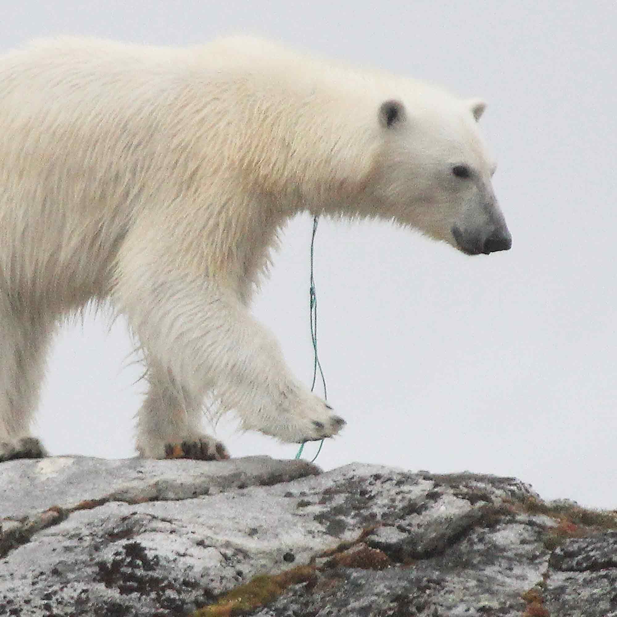 Volkshochschule Bad Salzuflen: Eisbär im Fischernetz – Vortrag über Plastik im Polarmeer von Erfolgsautorin Birgit Lutz, 11. März 2025 Volkshochschule Bad Salzuflen: Eisbär im Fischernetz – Vortrag über Plastik im Polarmeer von Erfolgsautorin Birgit Lutz, 11. März 2025