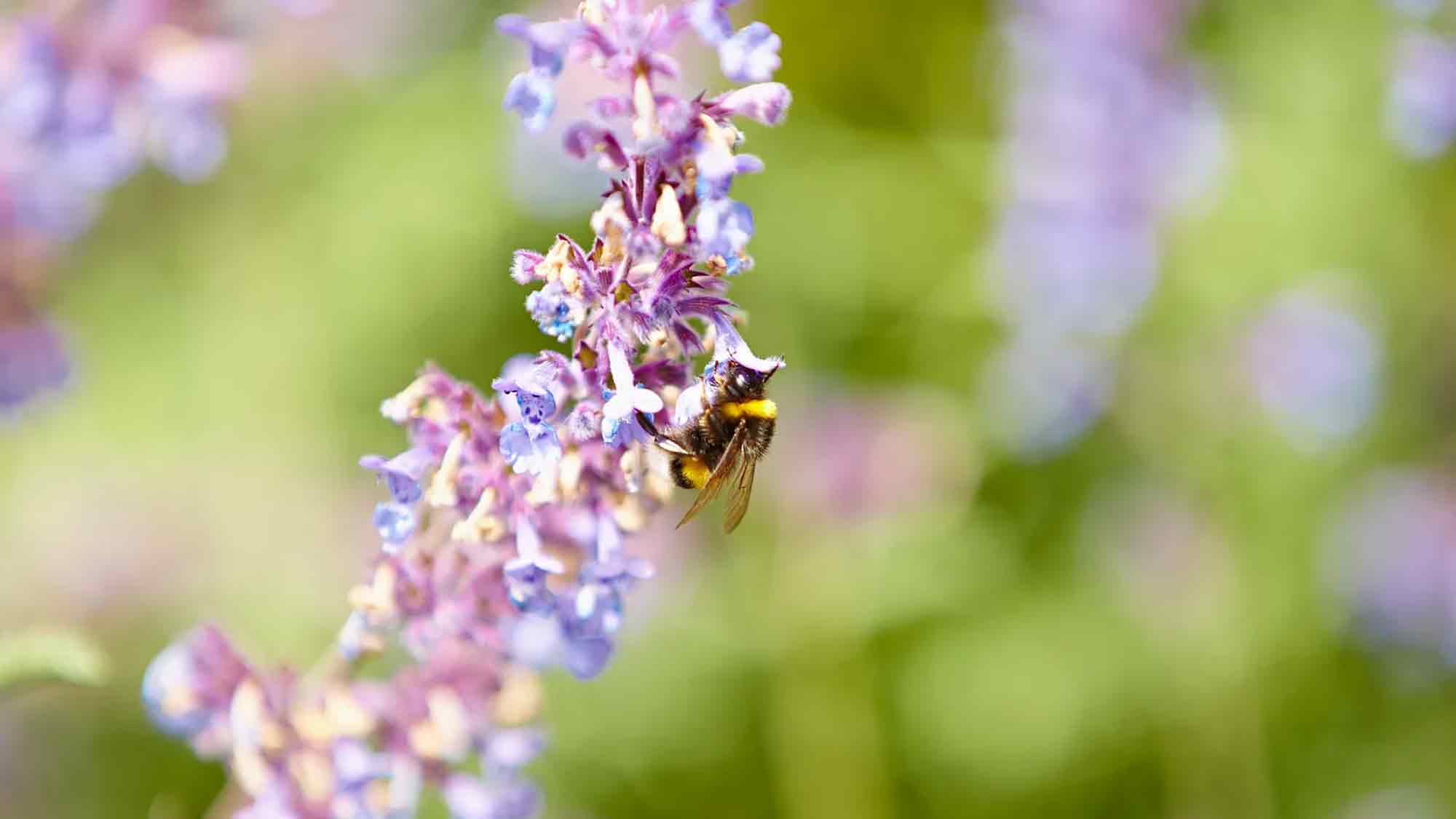 Die richtige Pflanzenauswahl für insektenfreundliche Gärten Die richtige Pflanzenauswahl für insektenfreundliche Gärten