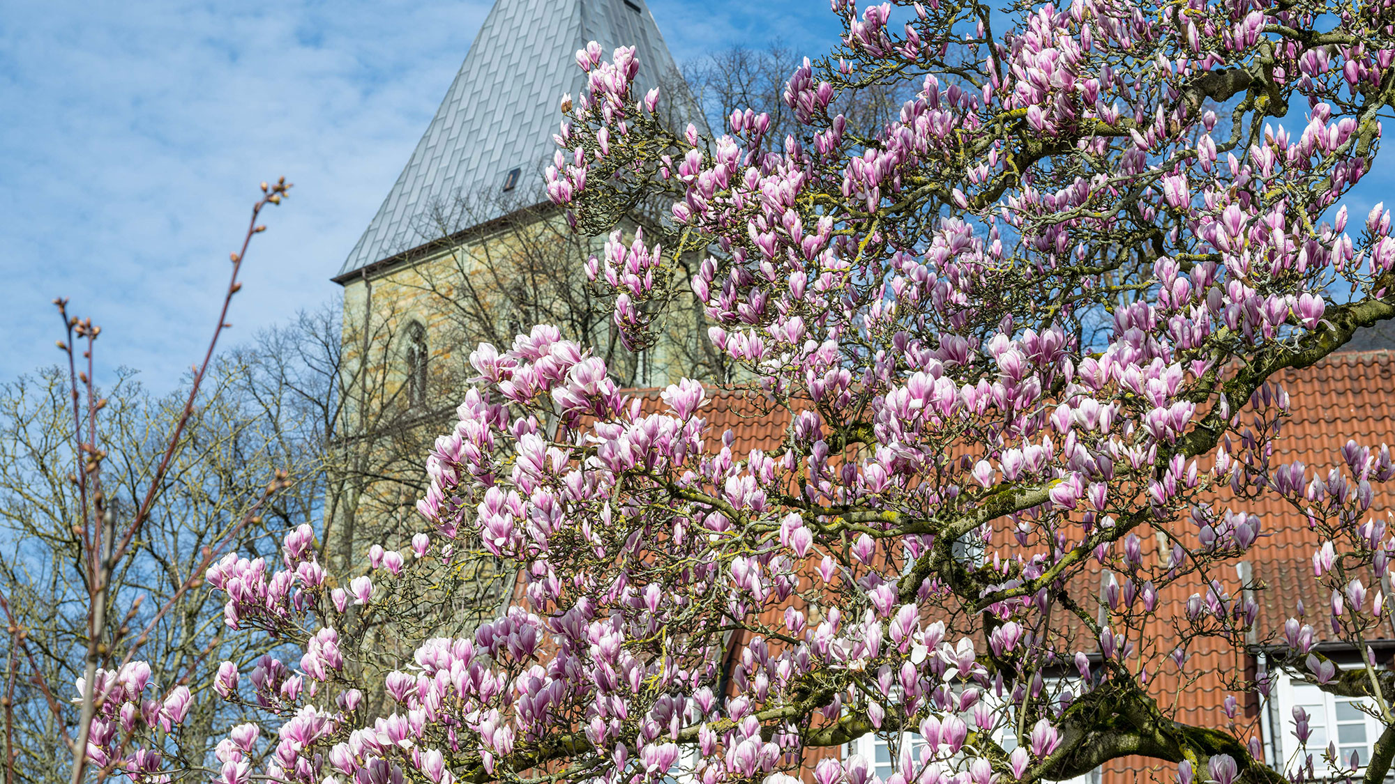 Blühende Bäume und Stadterkundung per Fahrrad: Öffentliche Themen Führungen der Tourist Information Soest im April 2025