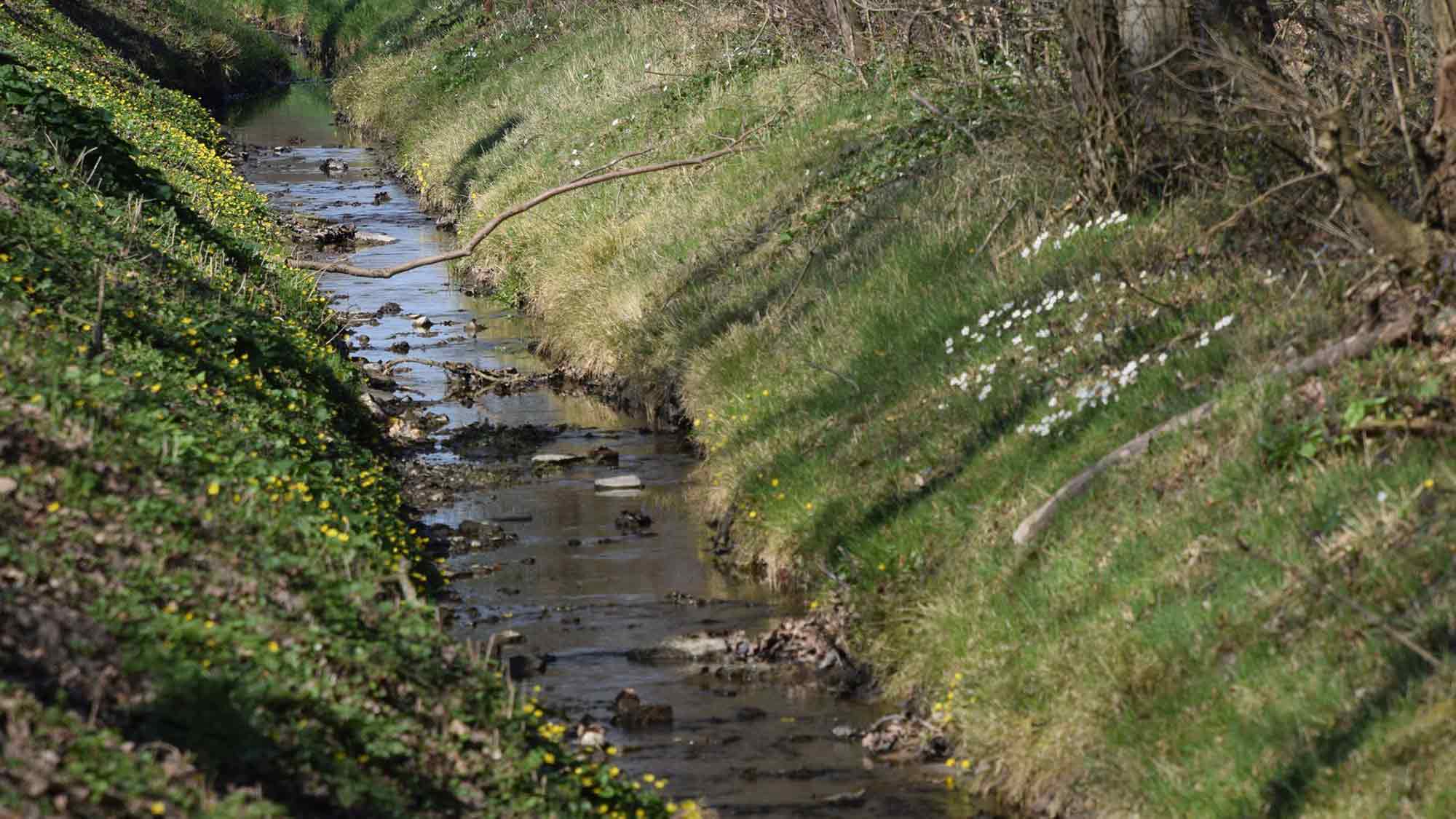 Für Naturbegeisterte   Frühblüher finden – Pflanzen des Frühlings, Buschwindröschen & Co. melden