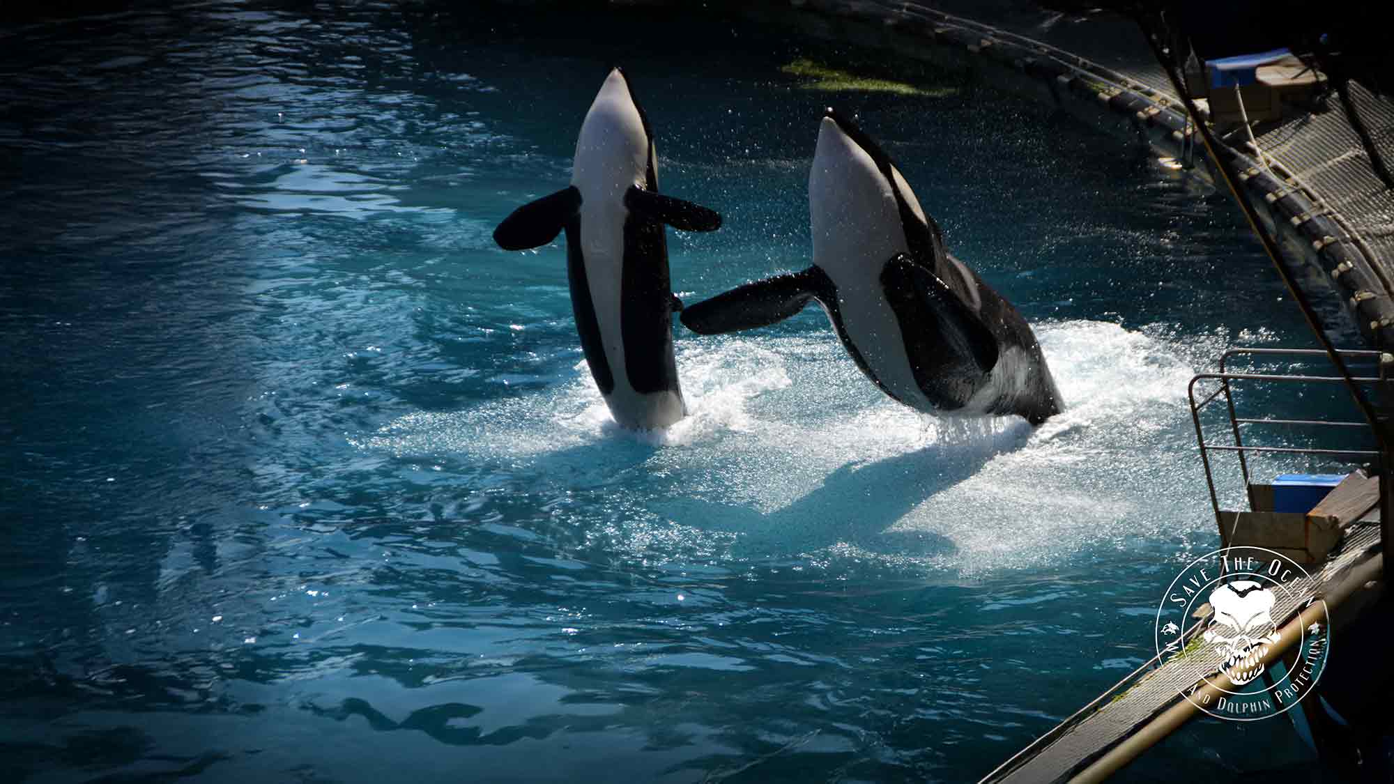 Jörn Kriebel &raquo;Save the Ocean&laquo;: Warum Spanien die 14 Wale aus dem französischen Marineland abgelehnt hat – und was der Loro Parque damit zu tun hat