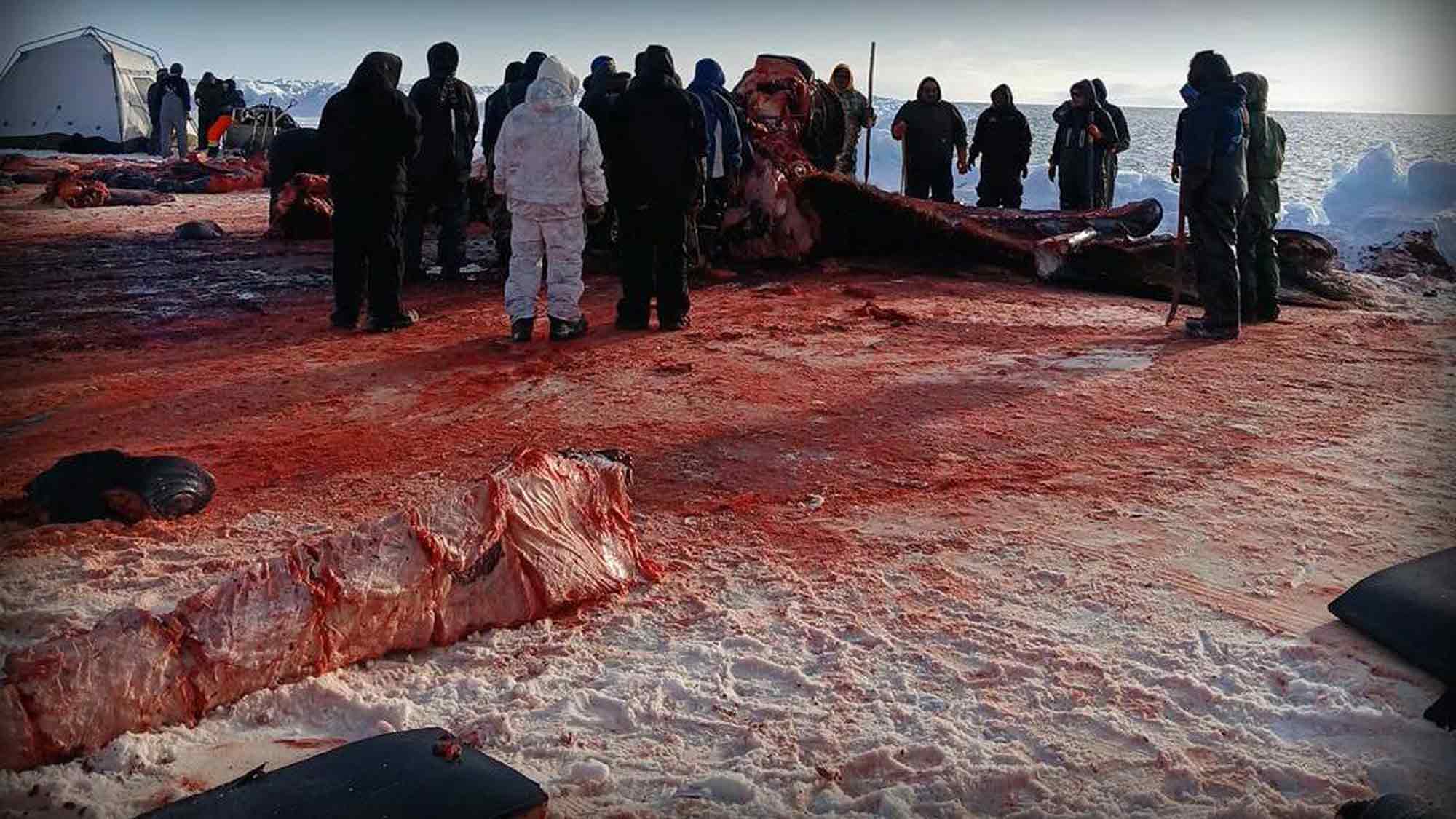 Jörn Kriebel »Save the Ocean«: Ein Volk, physisch und moralisch krank – Grönlands blutige Waljagd geht ungebremst weiter Jörn Kriebel »Save the Ocean«: Ein Volk, physisch und moralisch krank – Grönlands blutige Waljagd geht ungebremst weiter