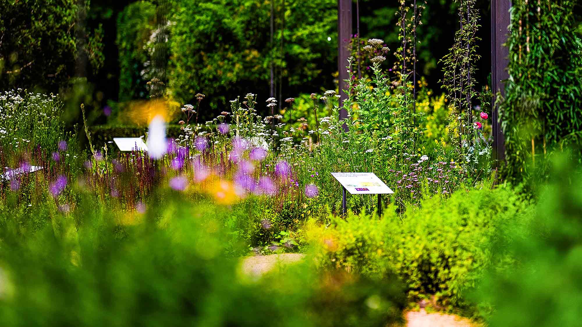 Blick in den Apothekergarten im Botanischen Garten Gütersloh Blick in den Apothekergarten im Botanischen Garten Gütersloh