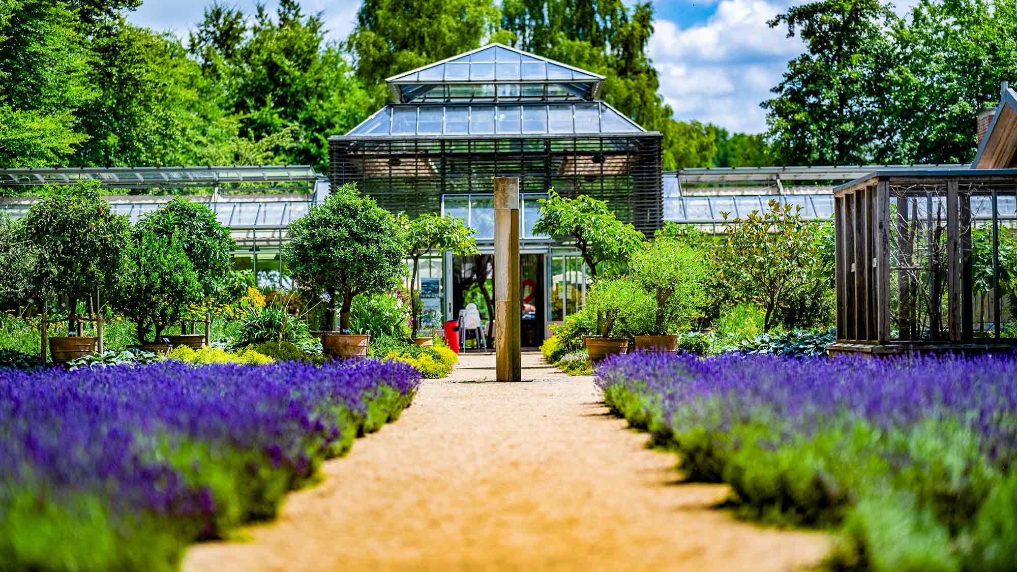 Lavendelgarten im Botanischen Garten Gütersloh Lavendelgarten im Botanischen Garten Gütersloh