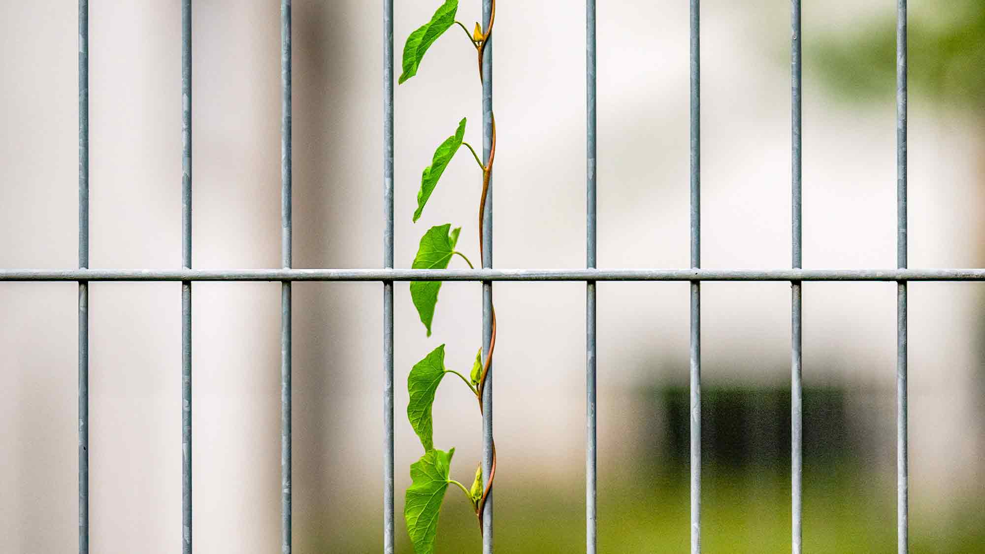 Schlingpflanze erobert einen Zaun in Gütersloh
