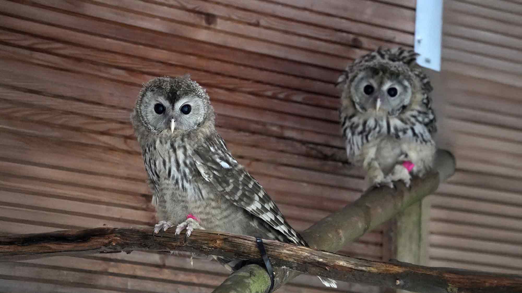 Habichtskäuze für die Auswilderung – Zoo Leipzig gibt Jungvögel nach Österreich Habichtskäuze für die Auswilderung – Zoo Leipzig gibt Jungvögel nach Österreich