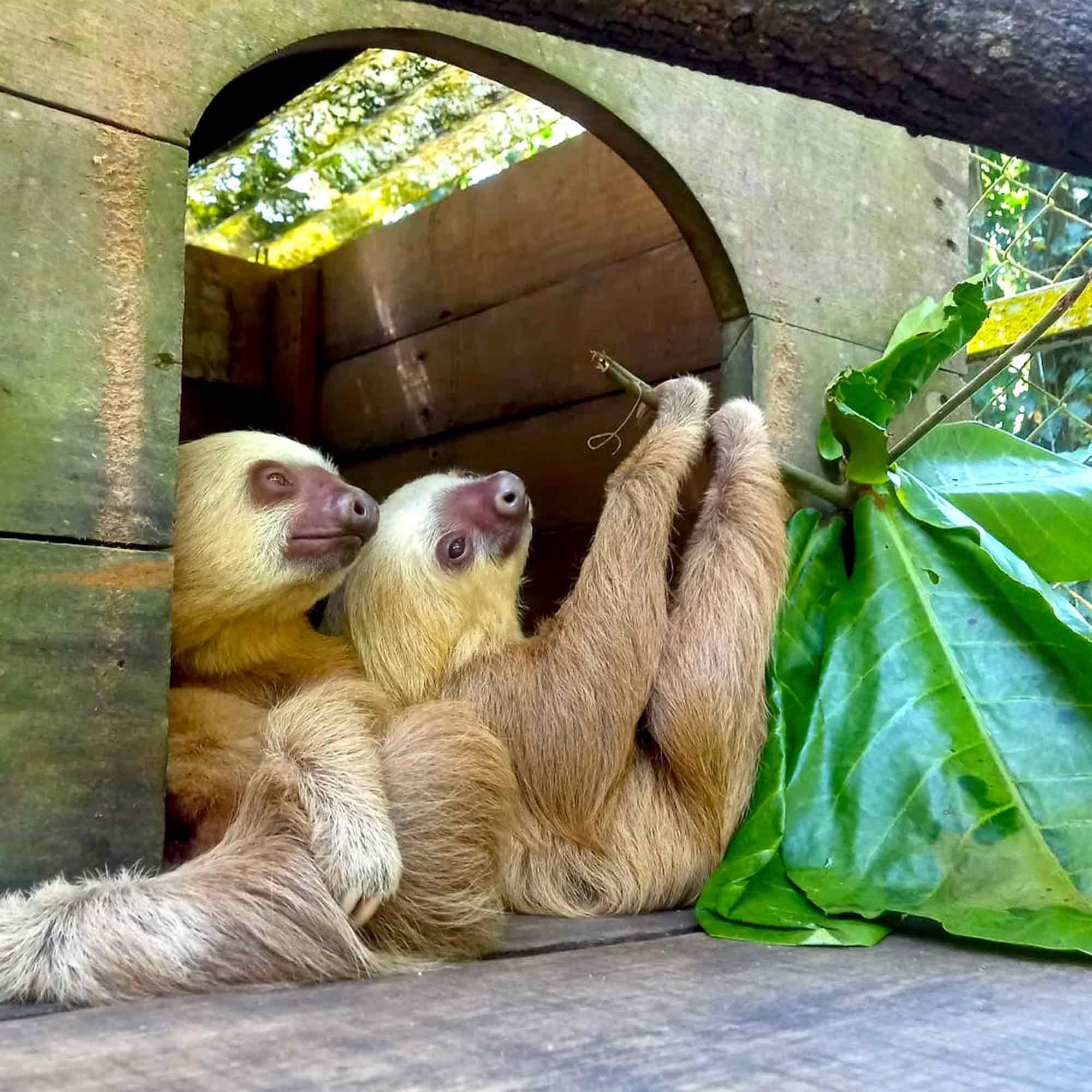 Freiwilligenarbeit mit Rainbow Garden Village in Costa Rica: Volunteer gibt persönliche Einblicke in Tierauffangstation Freiwilligenarbeit mit Rainbow Garden Village in Costa Rica: Volunteer gibt persönliche Einblicke in Tierauffangstation