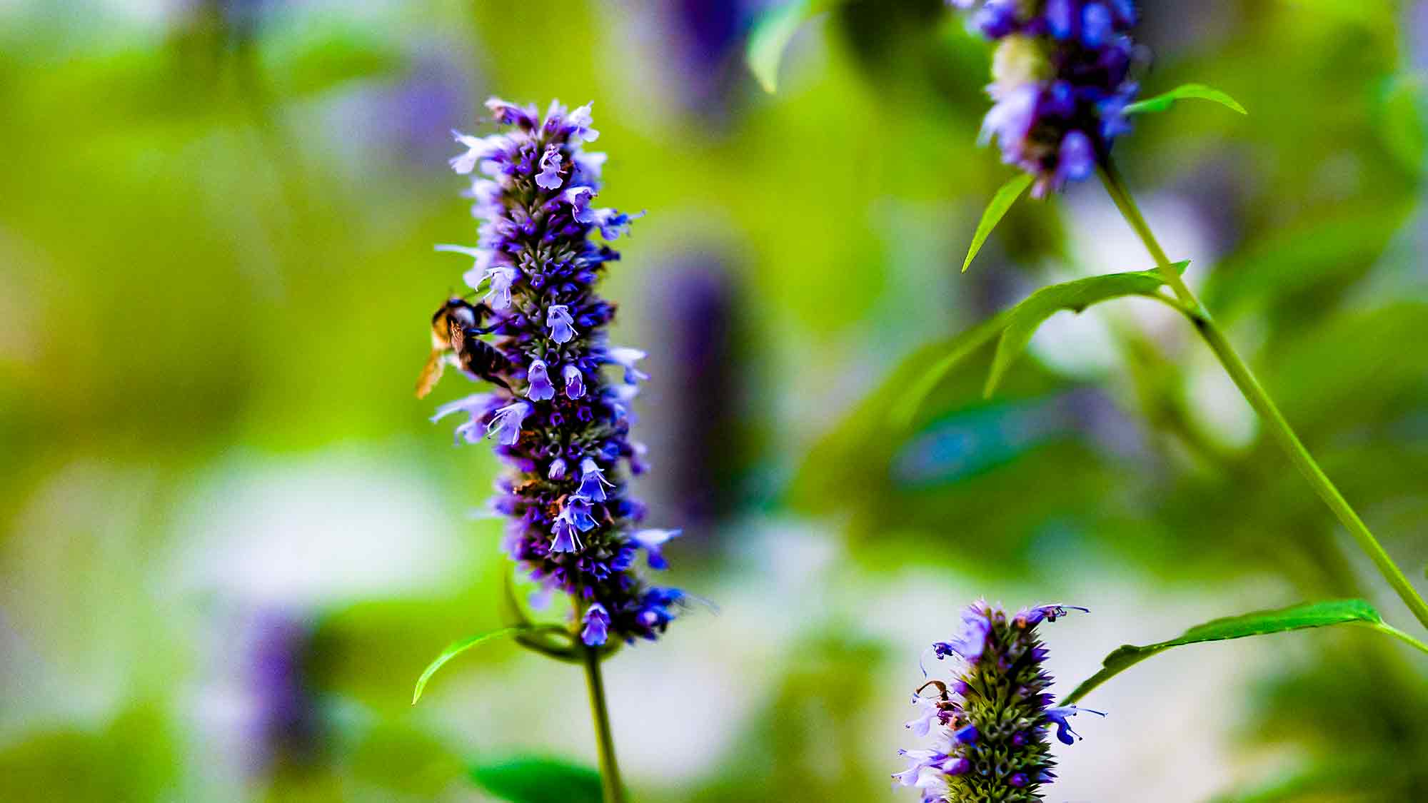 Agastache und Wildbiene, Stadtmuseum Gütersloh Agastache und Wildbiene, Stadtmuseum Gütersloh