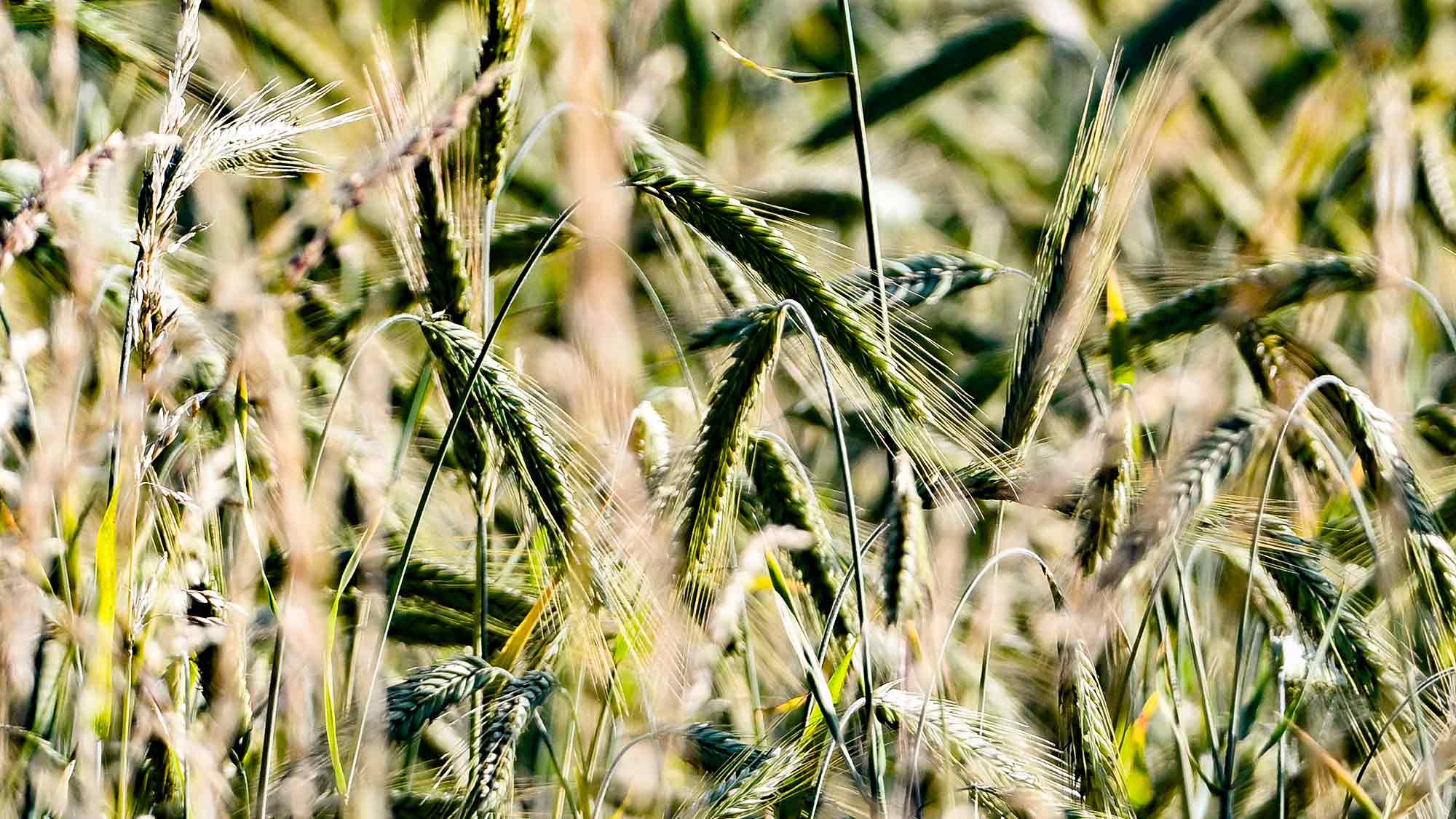 Kornfeld in Gütersloh Kornfeld in Gütersloh