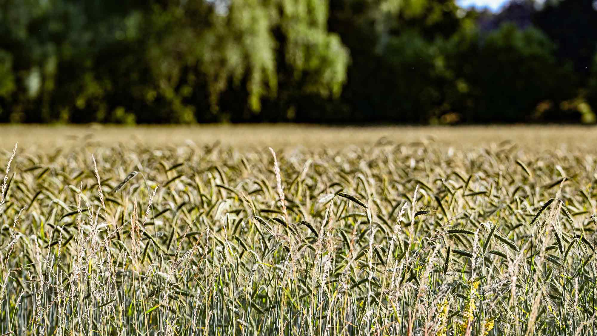 Kornfeld in Gütersloh Kornfeld in Gütersloh