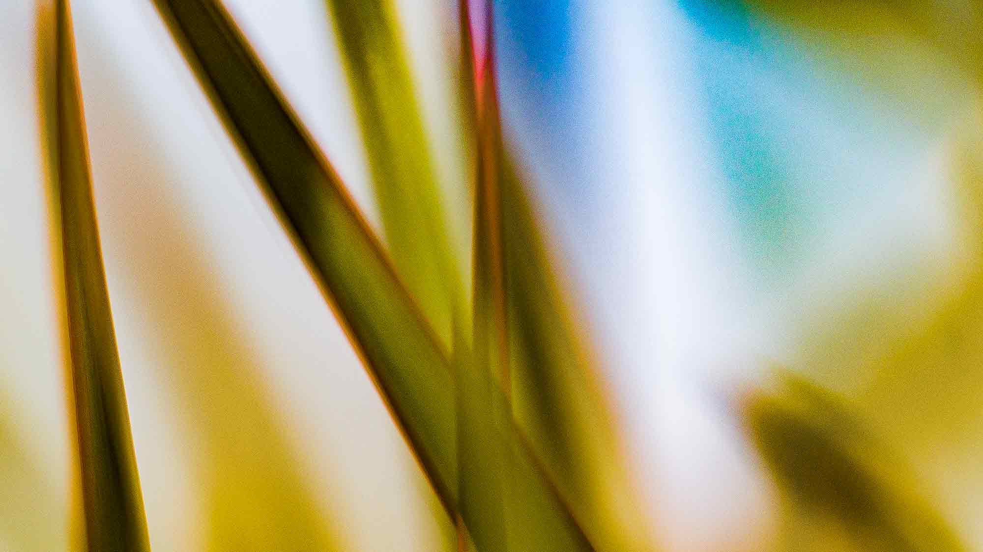 Gras in Gütersloh Nikkor &raquo;Plena&laquo;