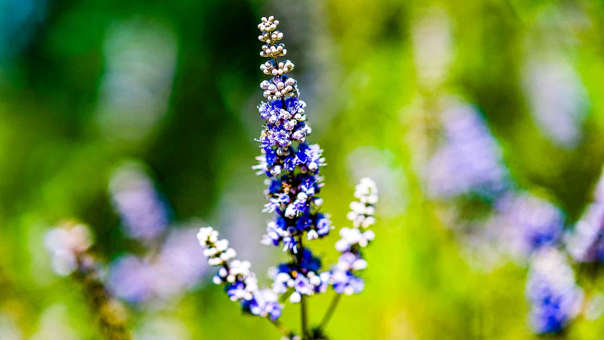 Mönchspfeffer, Botanischer Garten Gütersloh Mönchspfeffer, Botanischer Garten Gütersloh