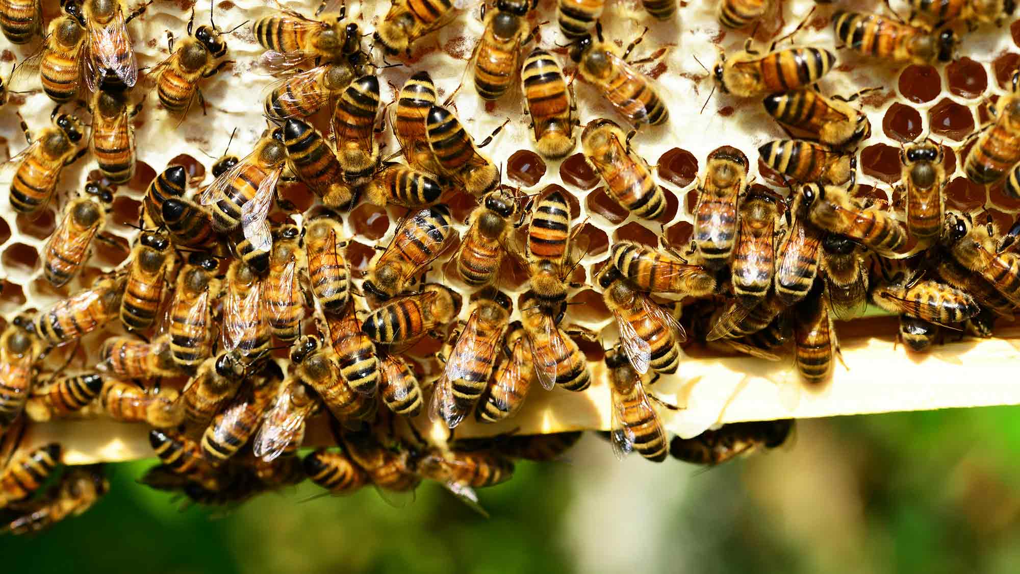 Landwirtschaftskammer Nordrhein Westfalen: 100 Jahre Bienenkunde, Honigbienen – Frühtrachternte in NRW Landwirtschaftskammer Nordrhein Westfalen: 100 Jahre Bienenkunde, Honigbienen – Frühtrachternte in NRW