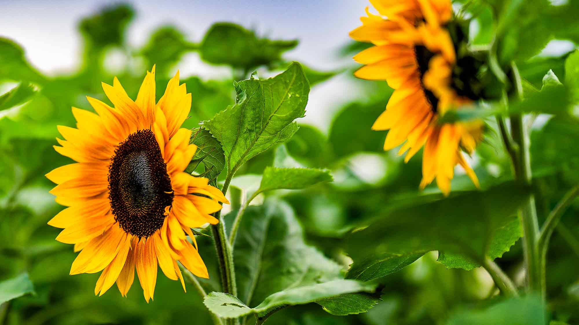 Sonnenblumen zum Selbstschneiden, 1 Euro pro Stück, Stadtring Kattenstroth Gütersloh Sonnenblumen zum Selbstschneiden, 1 Euro pro Stück, Stadtring Kattenstroth Gütersloh