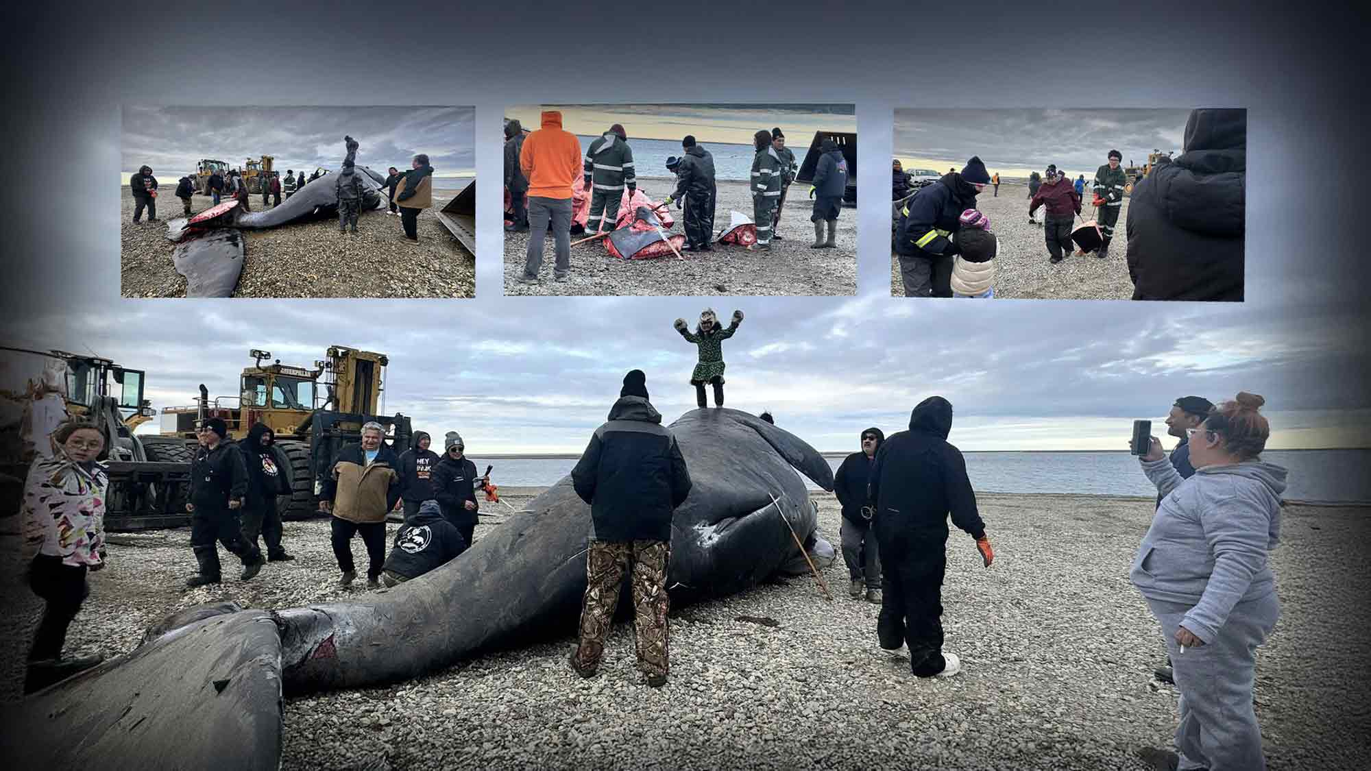 Jörn Kriebel »Save the Ocean«: Wenn abgeschlachtete Wale und Robben zur »Hüpfburg« für Kinder werden Jörn Kriebel »Save the Ocean«: Wenn abgeschlachtete Wale und Robben zur »Hüpfburg« für Kinder werden