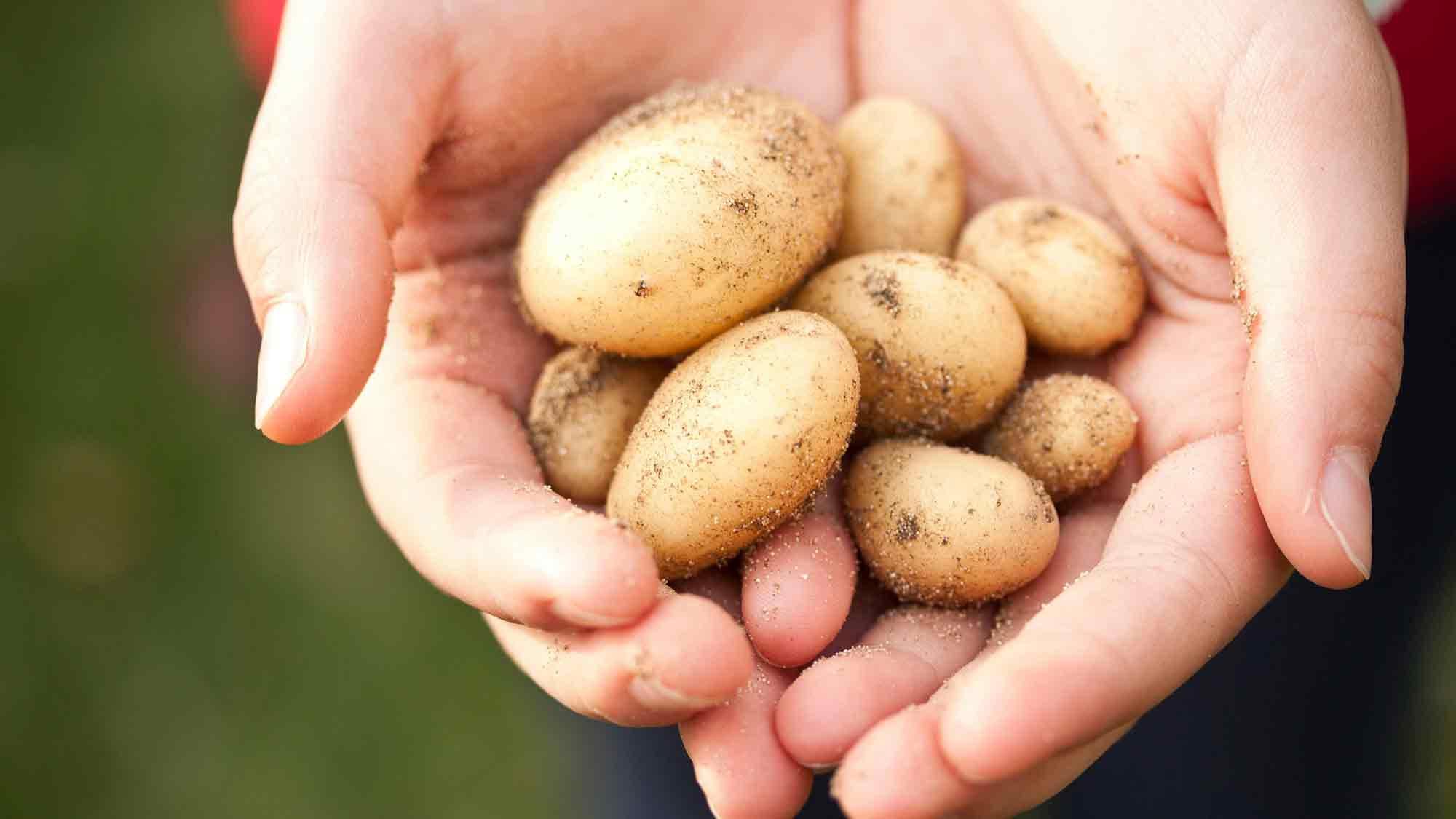 Größte Kartoffelernte seit 25 Jahren erwartet – sowohl Anbaufläche als auch Hektarerträge über dem mehrjährigen Mittel Größte Kartoffelernte seit 25 Jahren erwartet – sowohl Anbaufläche als auch Hektarerträge über dem mehrjährigen Mittel