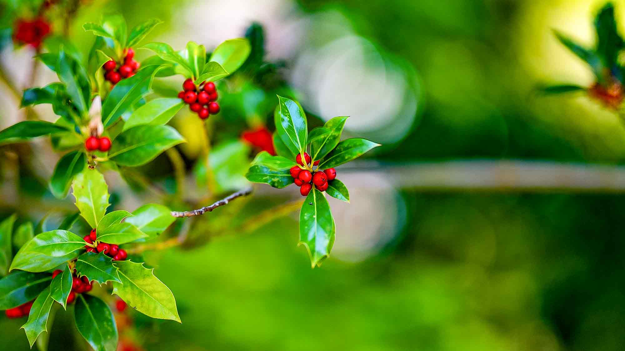 NOW Commons: Stechpalme (Ilex) in Gütersloh NOW Commons: Stechpalme (Ilex) in Gütersloh
