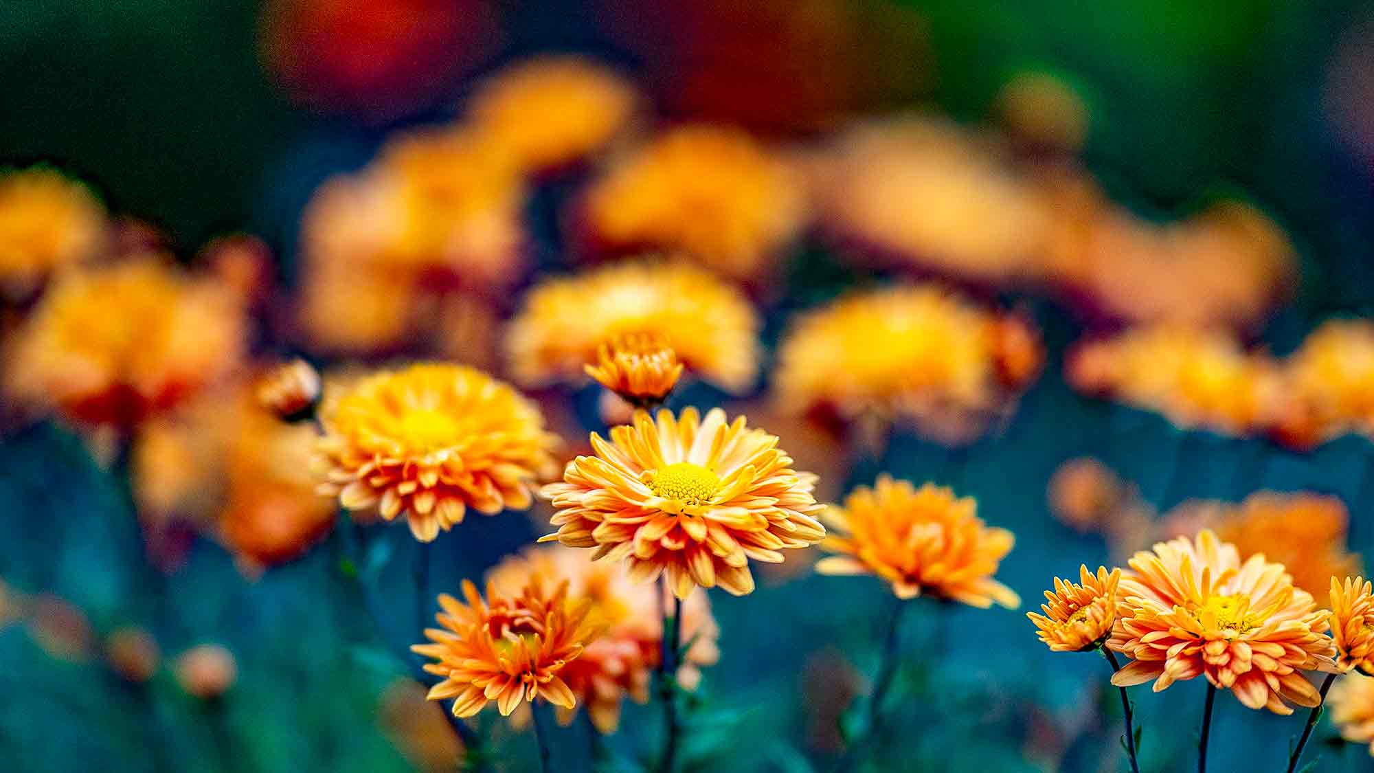 NOW Commons: Chrysanthemen, Botanischer Garten Gütersloh NOW Commons: Chrysanthemen, Botanischer Garten Gütersloh