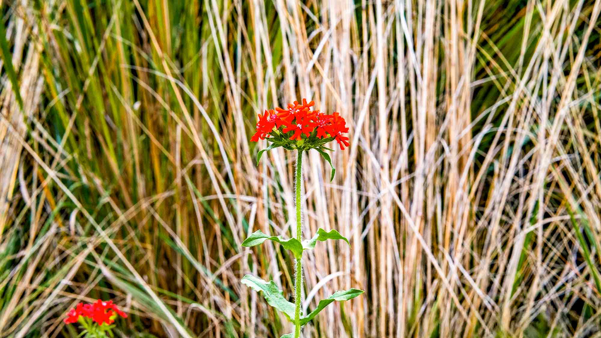 NOW Commons: Brennende Liebe, Botanischer Garten Gütersloh NOW Commons: Brennende Liebe, Botanischer Garten Gütersloh