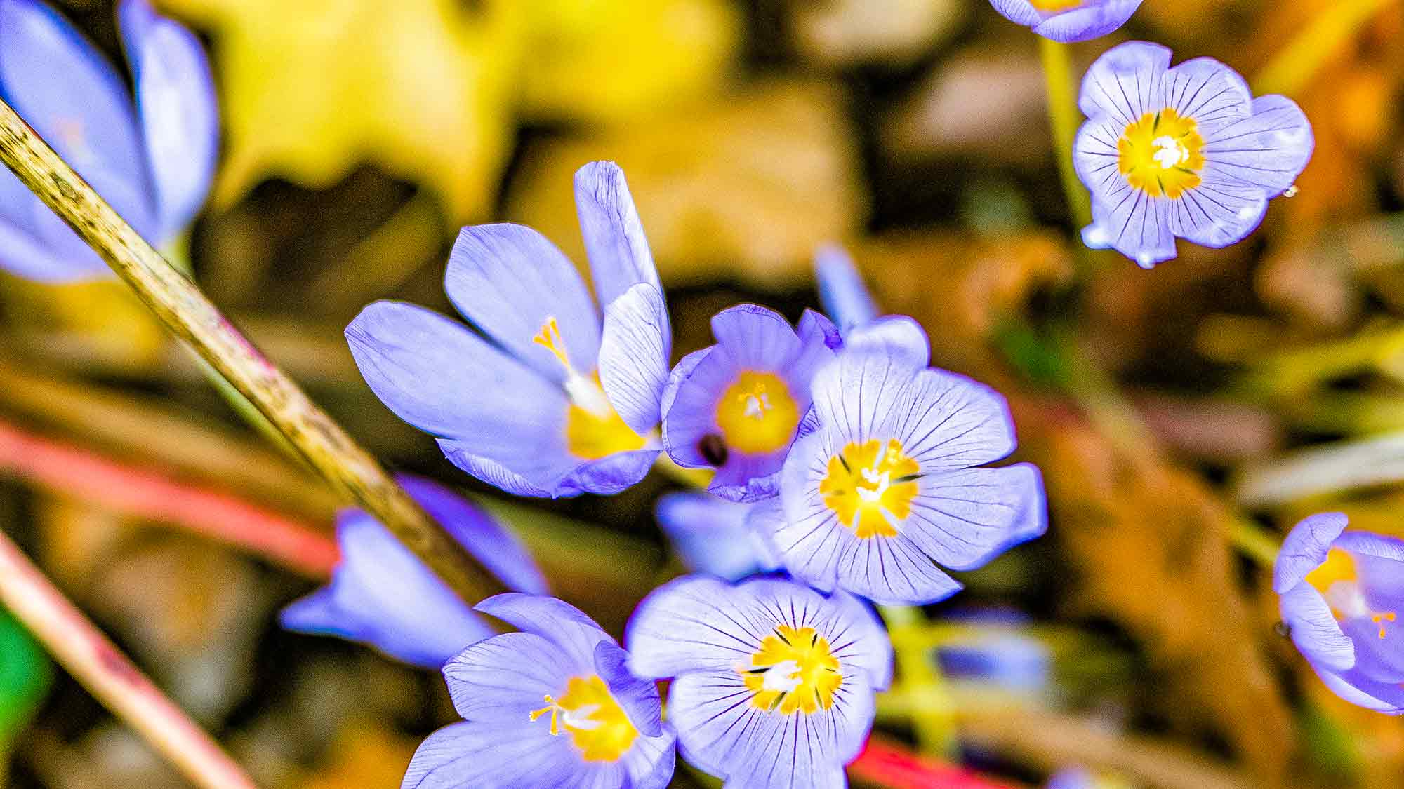 NOW Commons: Krokus, Botanischer Garten Gütersloh NOW Commons: Krokus, Botanischer Garten Gütersloh