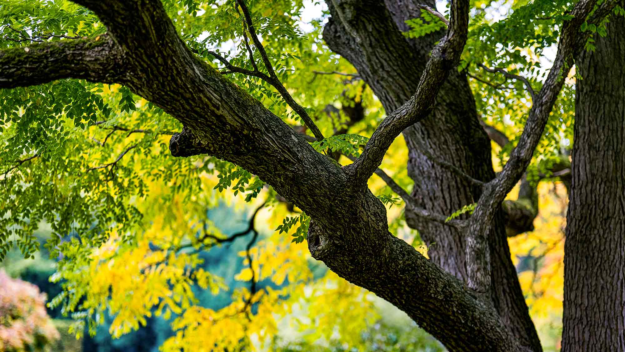 NOW Commons: Baum, Botanischer Garten Gütersloh NOW Commons: Baum, Botanischer Garten Gütersloh