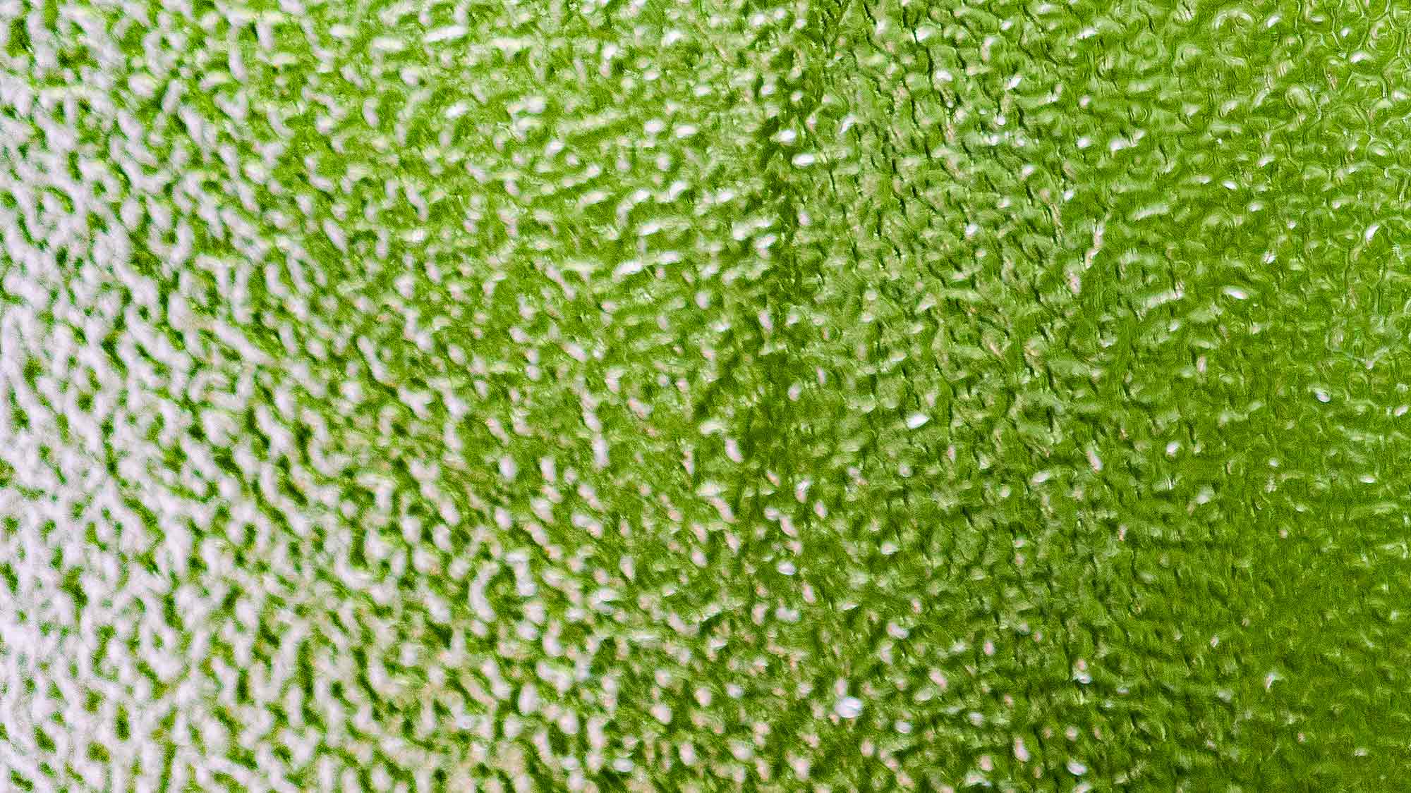 NOW Commons: Ornamentglas, Grünpflanzen, Fenster NOW Commons: Ornamentglas, Grünpflanzen, Fenster