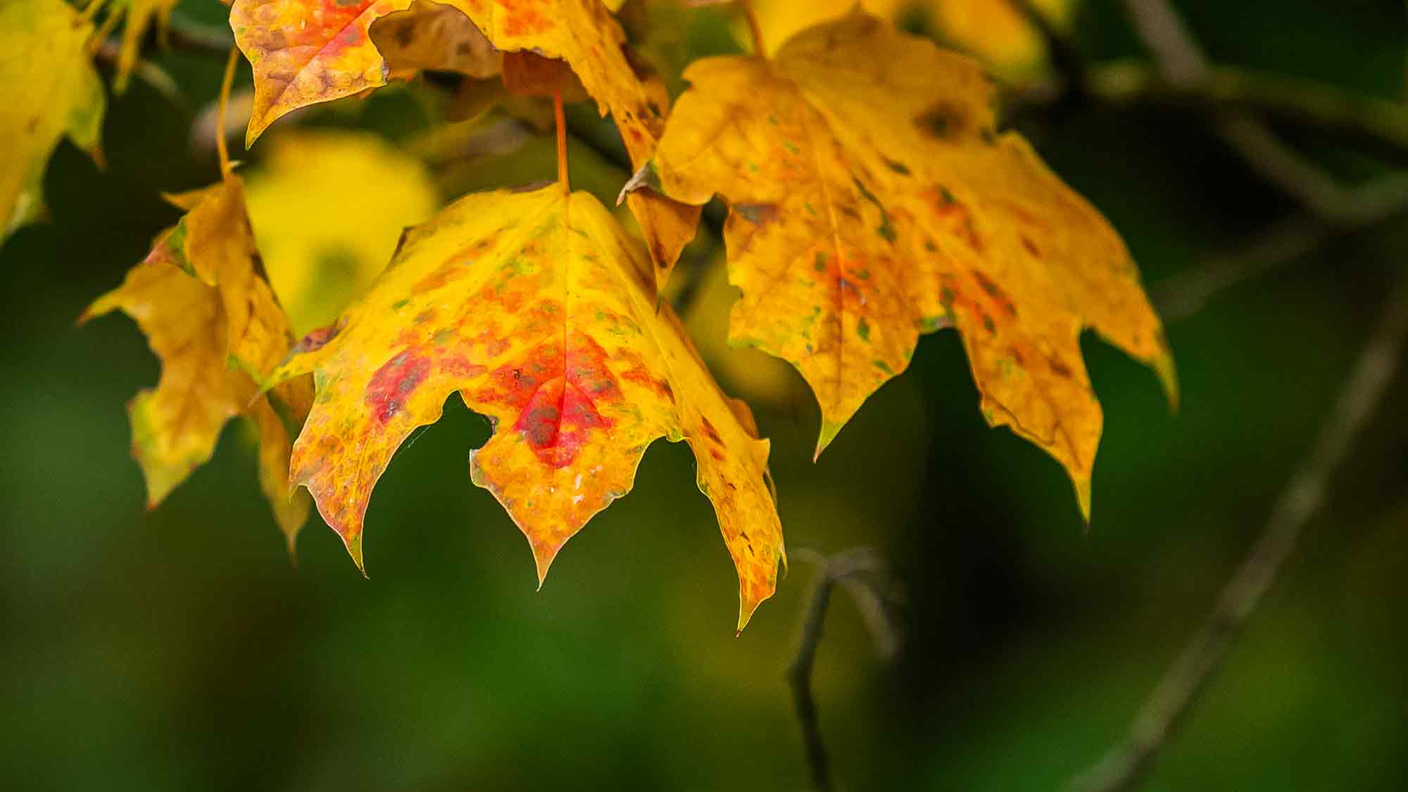 NOW Commons: Ahorn im Herbst, Gütersloh NOW Commons: Ahorn im Herbst, Gütersloh