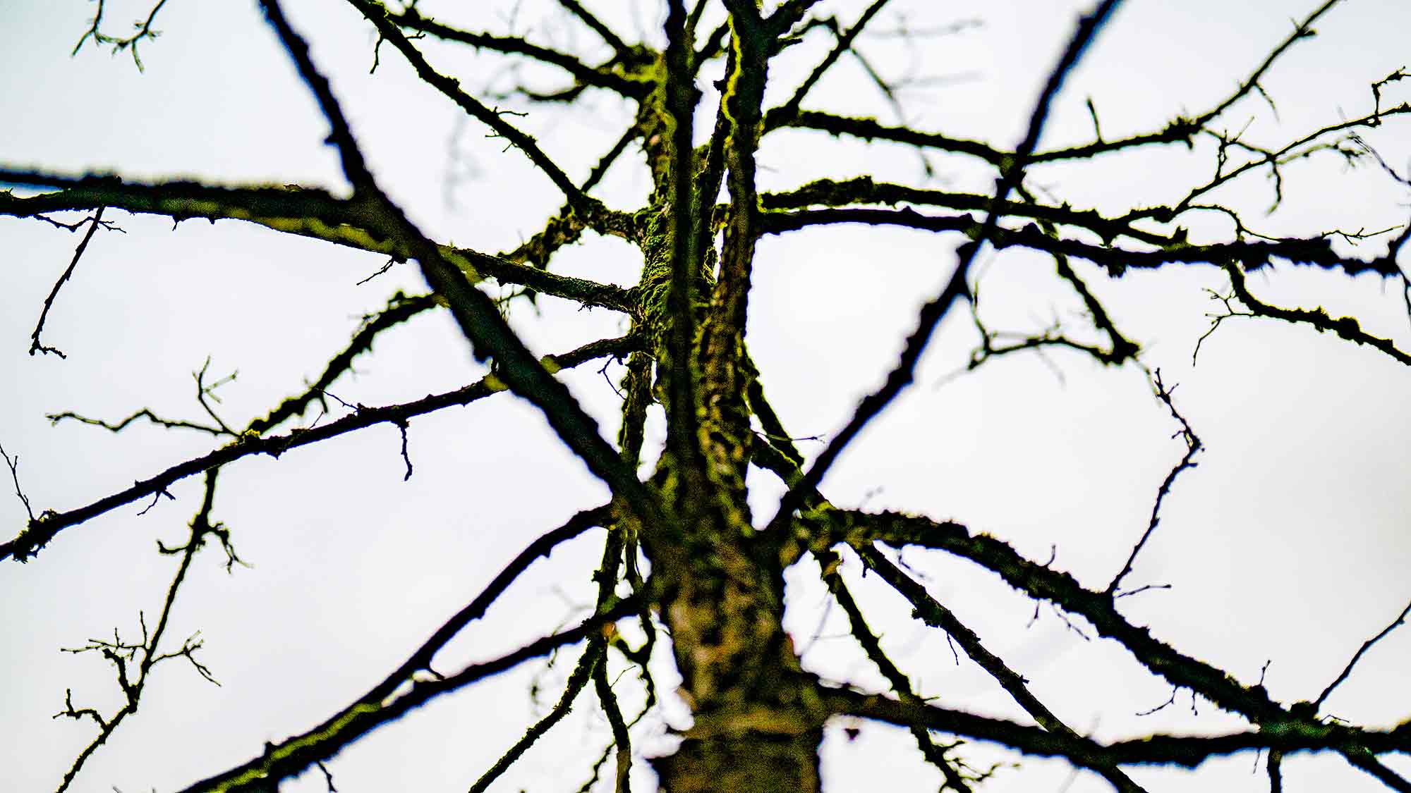 NOW Commons: Baum im Herbst, Glockengießerstraße Gütersloh NOW Commons: Baum im Herbst, Glockengießerstraße Gütersloh
