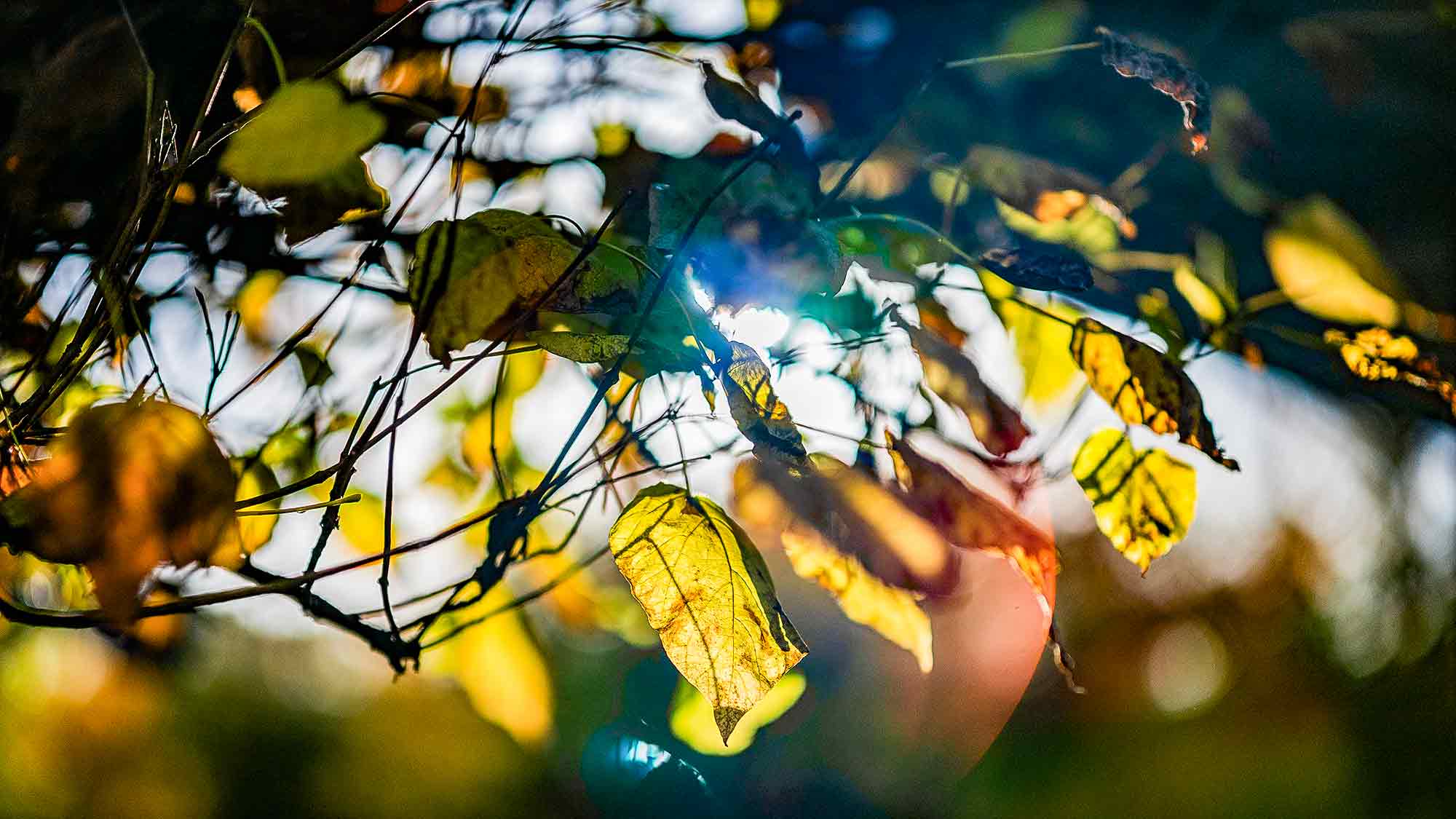 NOW Commons: Baum im Herbst, Gütersloh