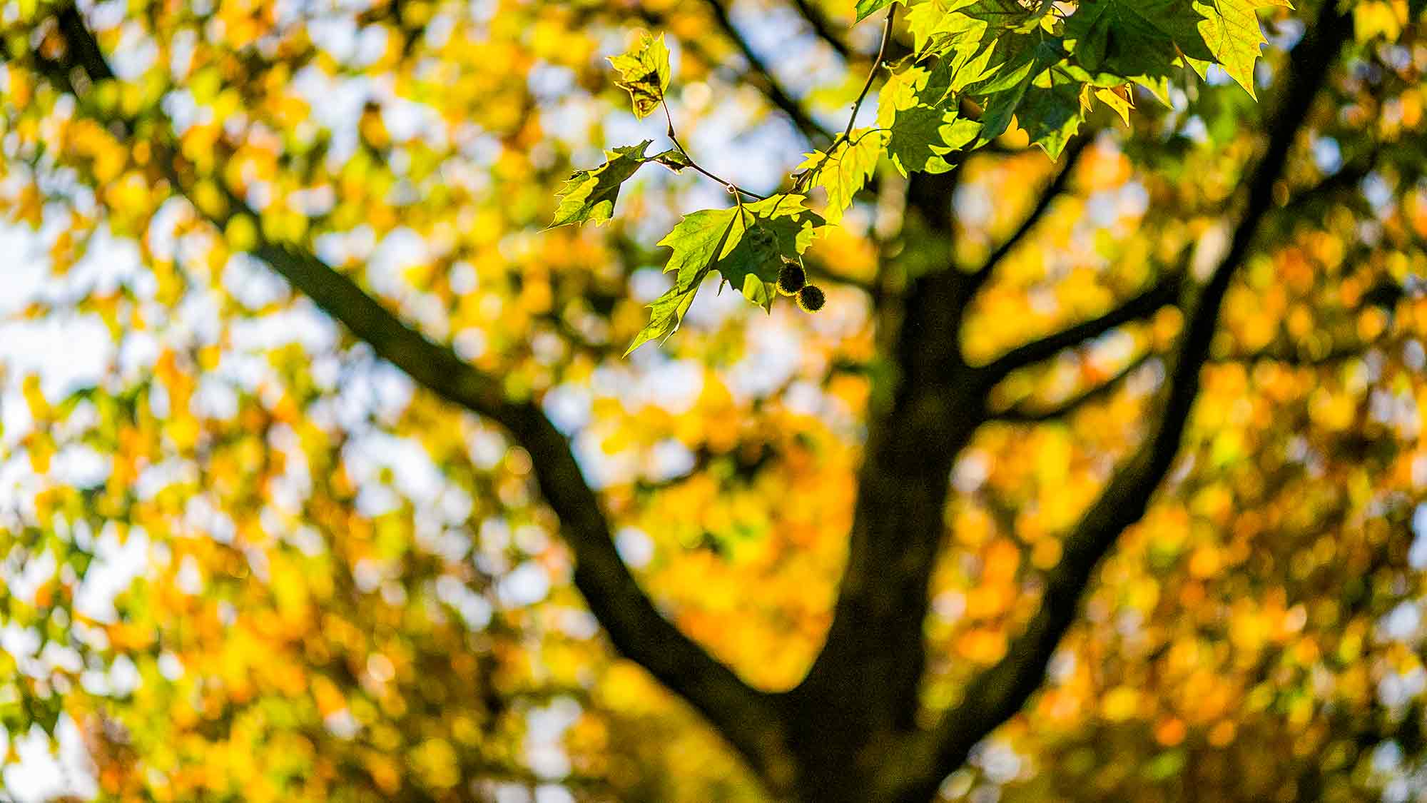 NOW Commons: Baum im Herbst, Gütersloh NOW Commons: Baum im Herbst, Gütersloh