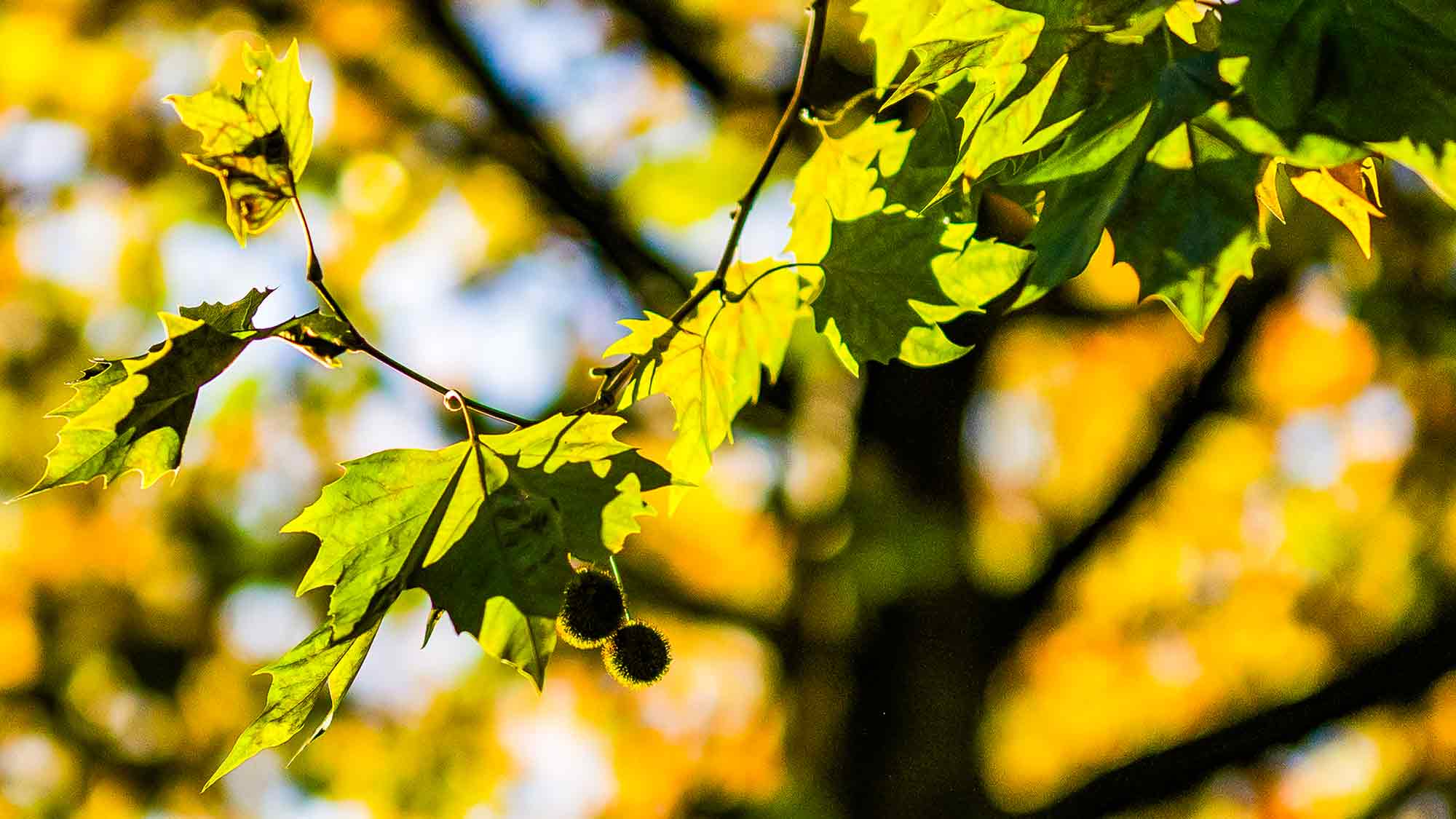 NOW Commons: Baum im Herbst, Gütersloh NOW Commons: Baum im Herbst, Gütersloh