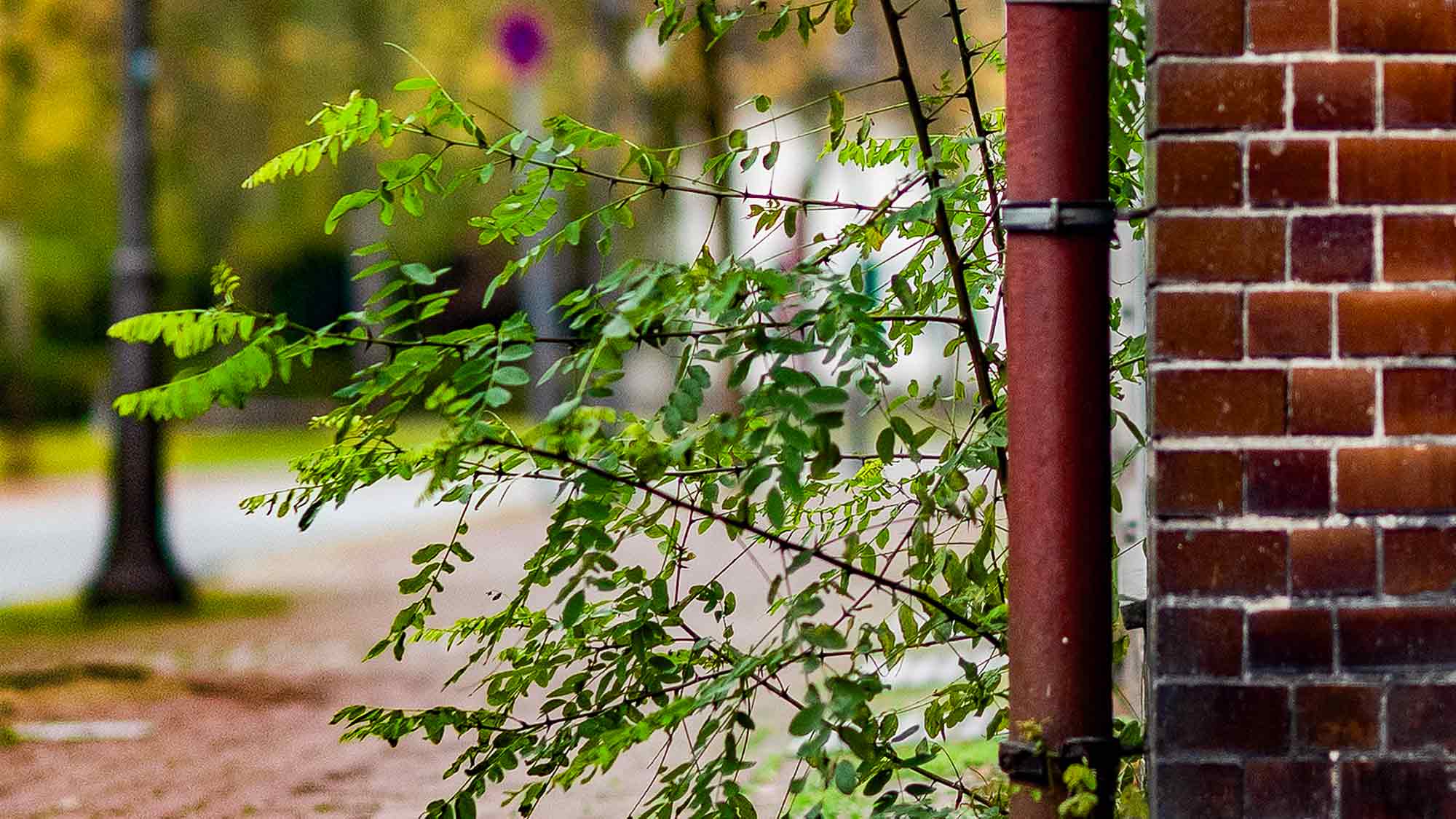 NOW Commons: Natur an der Hauswand, Königstraße Gütersloh NOW Commons: Natur an der Hauswand, Königstraße Gütersloh