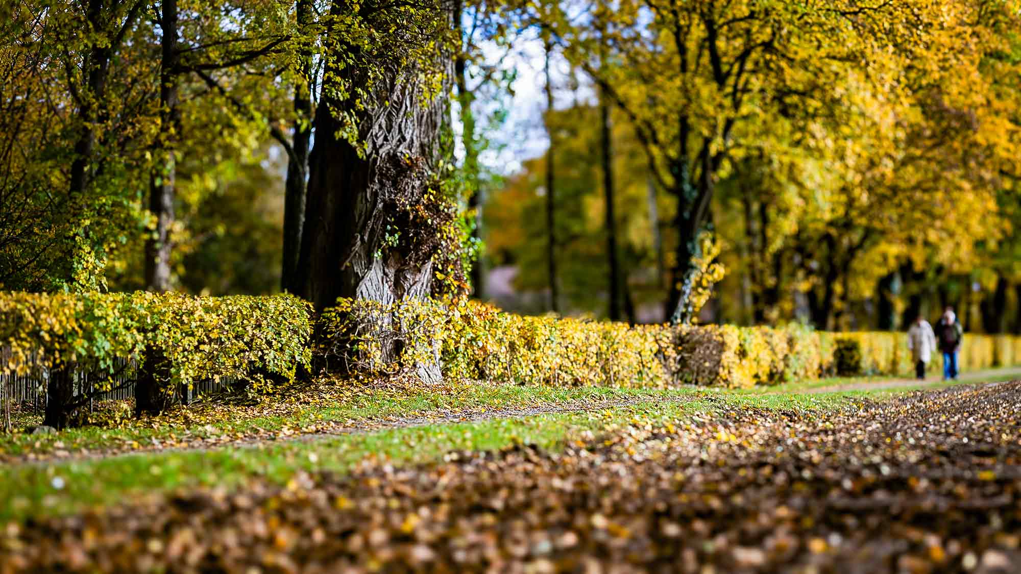 NOW Commons: Spaziergang im Herbst, Gütersloh NOW Commons: Spaziergang im Herbst, Gütersloh