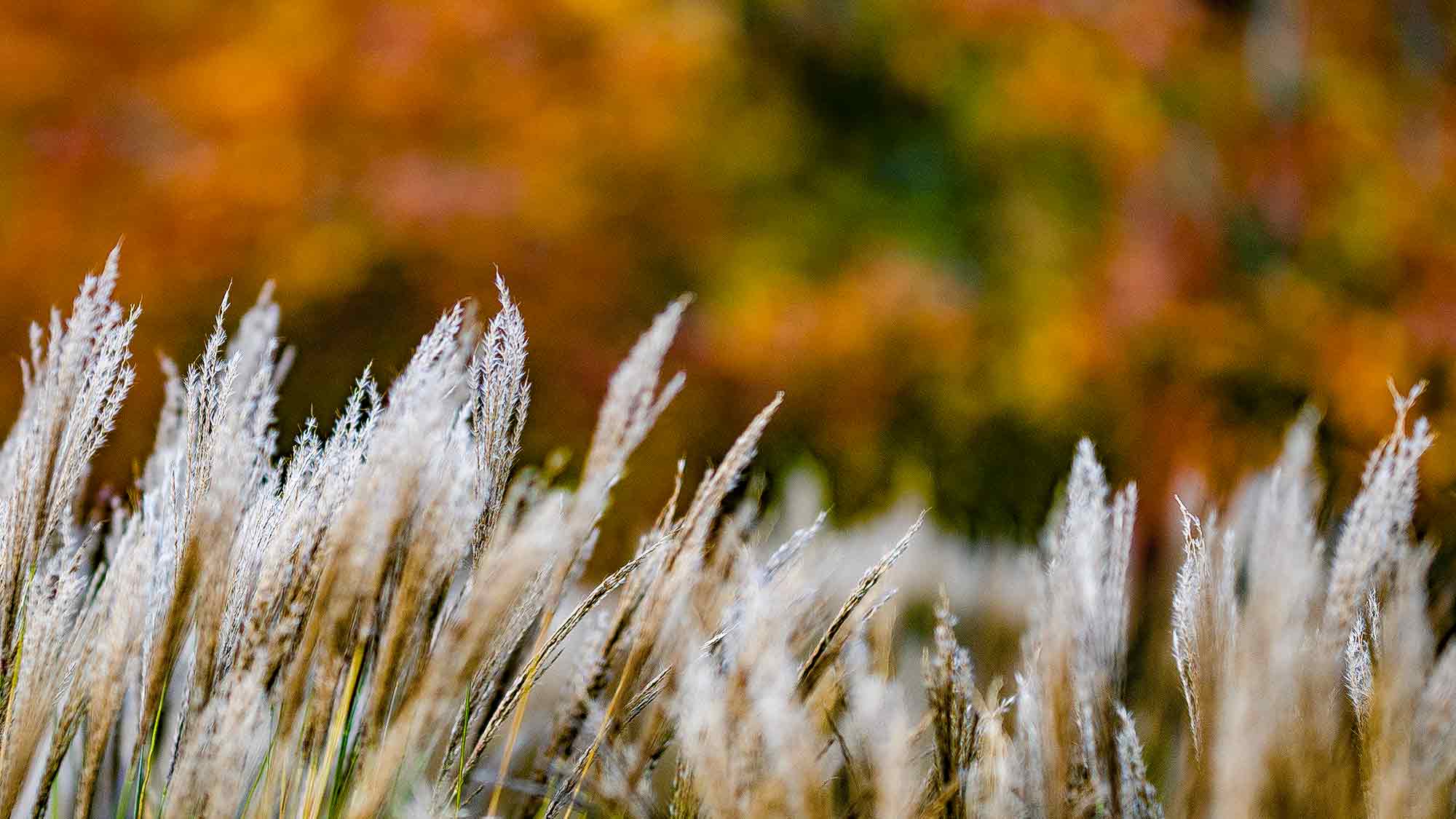 NOW Commons: Gräser und Bäume, Botanischer Garten Gütersloh im Herbst
