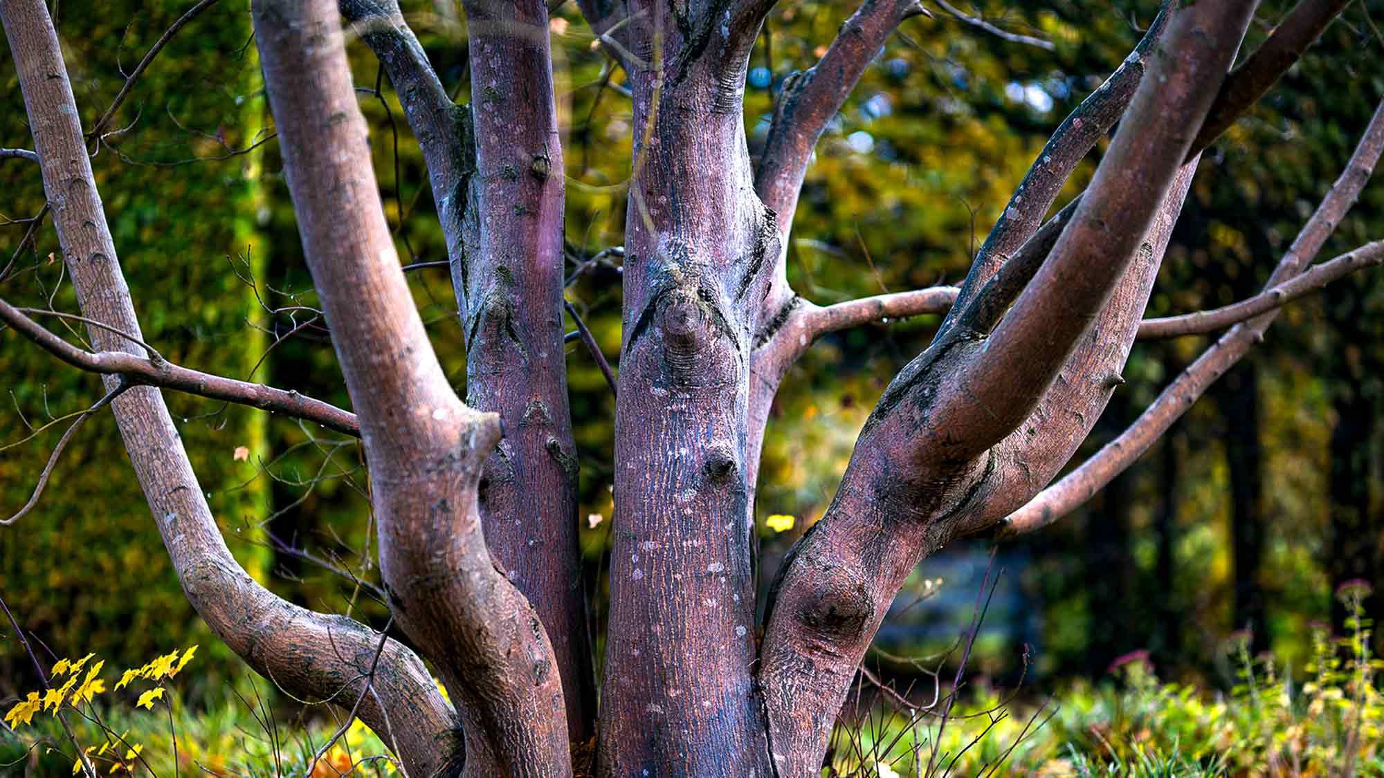 NOW Commons: Baum, Botanischer Garten Gütersloh im Herbst NOW Commons: Baum, Botanischer Garten Gütersloh im Herbst