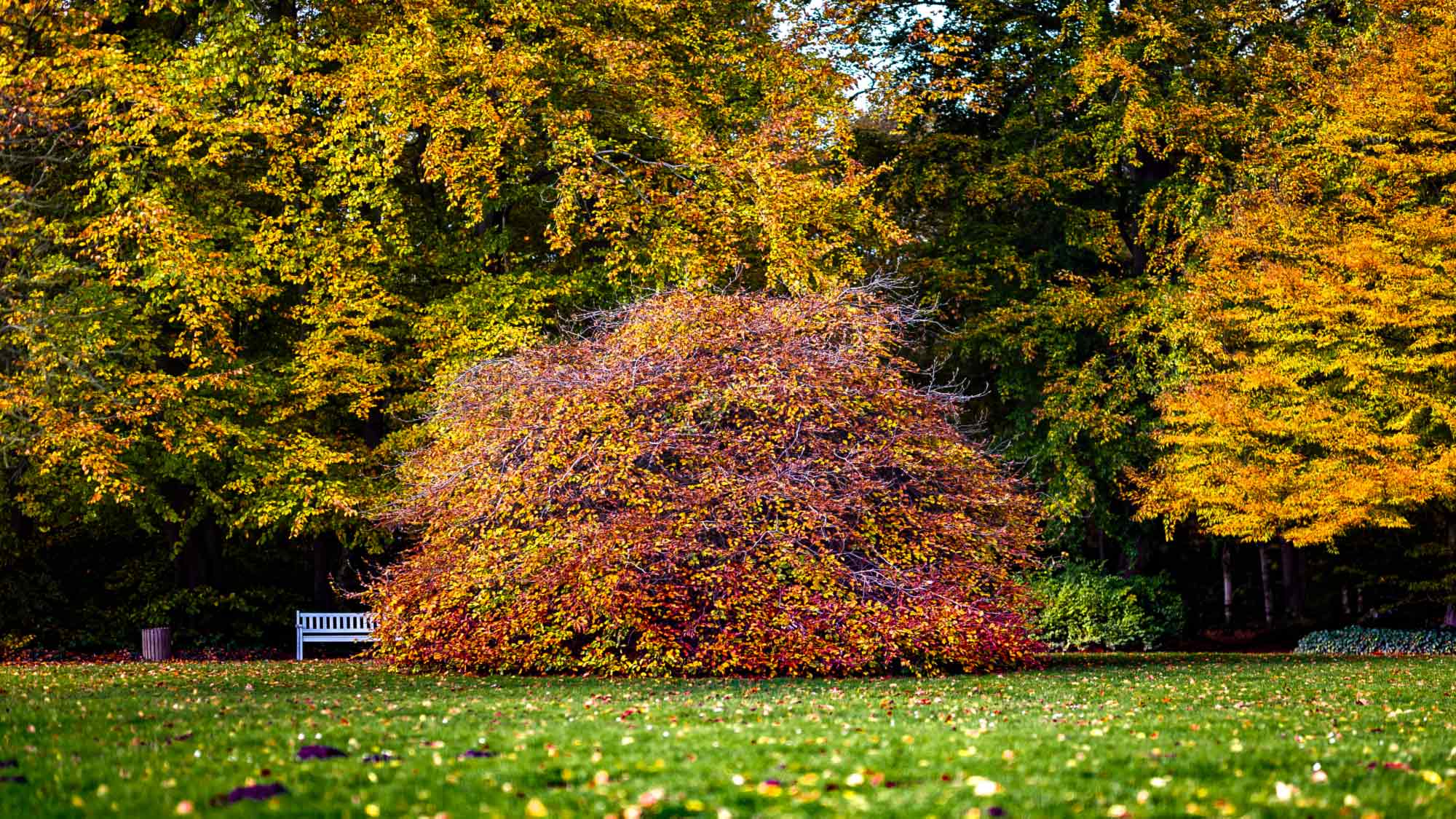NOW Commons: Indian Summer, Botanischer Garten Gütersloh im Herbst