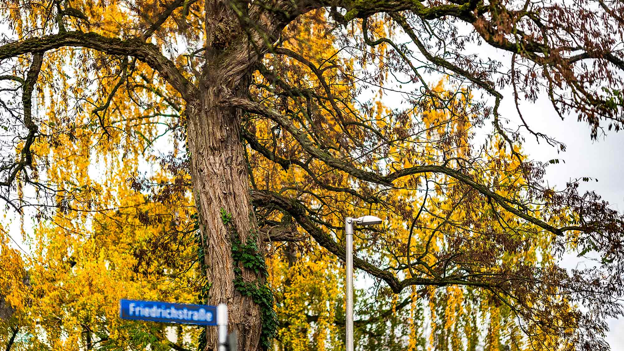 NOW Commons: Baum im Herbst, Friedrichstraße und Feldstraße Gütersloh NOW Commons: Baum im Herbst, Friedrichstraße und Feldstraße Gütersloh