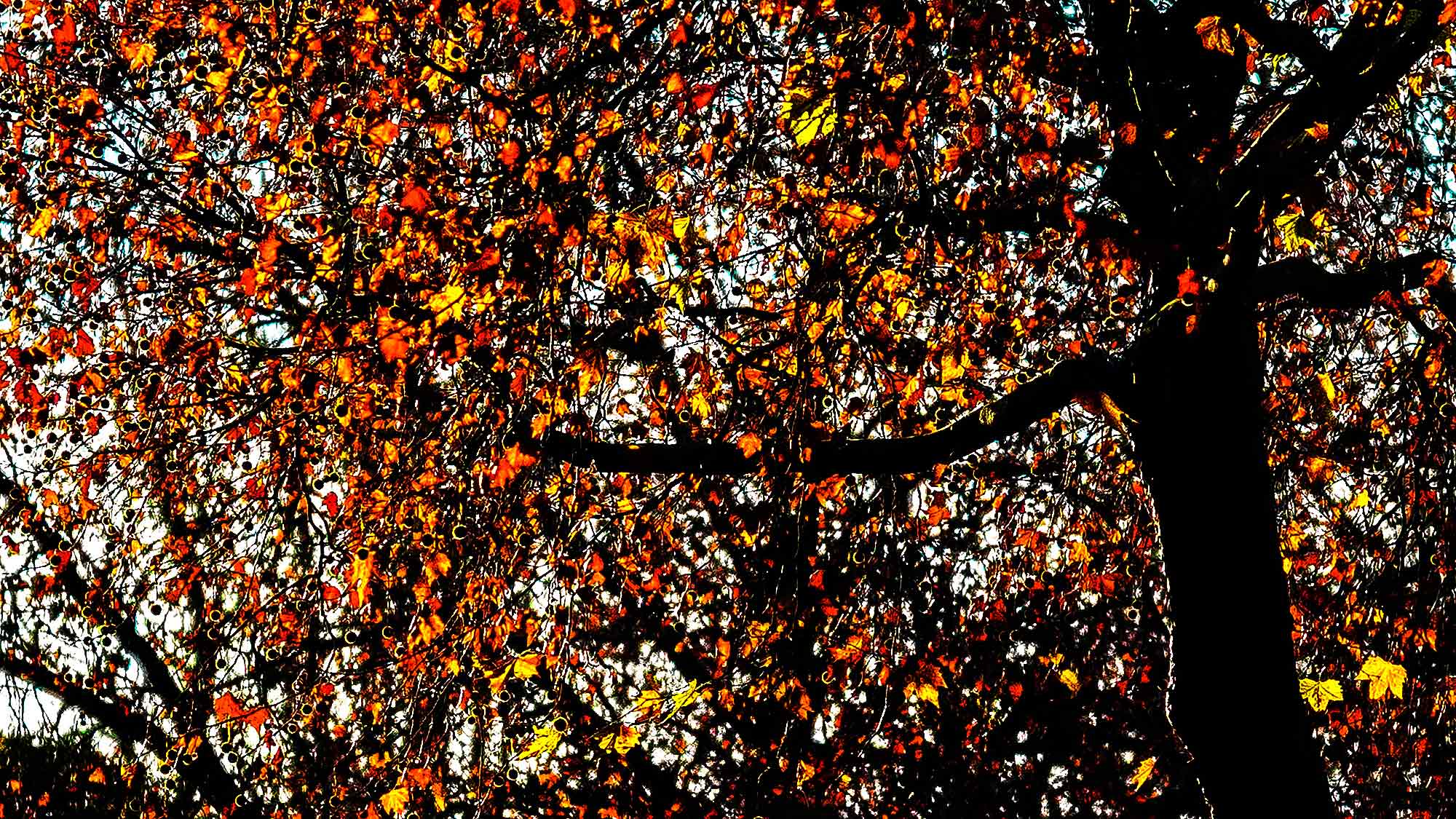 NOW Commons: Baum im Herbst, Feldstraße Gütersloh