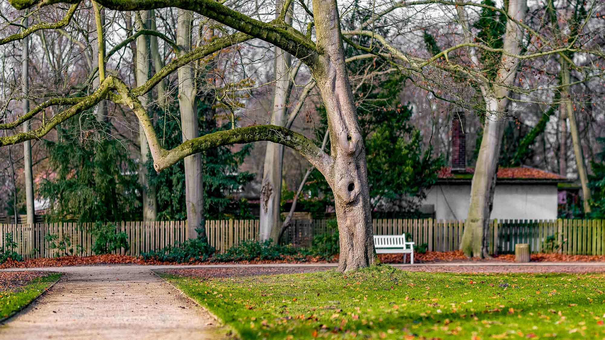 NOW Commons: Baum, Weg, Sitzbank im Herbst, Botanischer Garten Gütersloh NOW Commons: Baum, Weg, Sitzbank im Herbst, Botanischer Garten Gütersloh