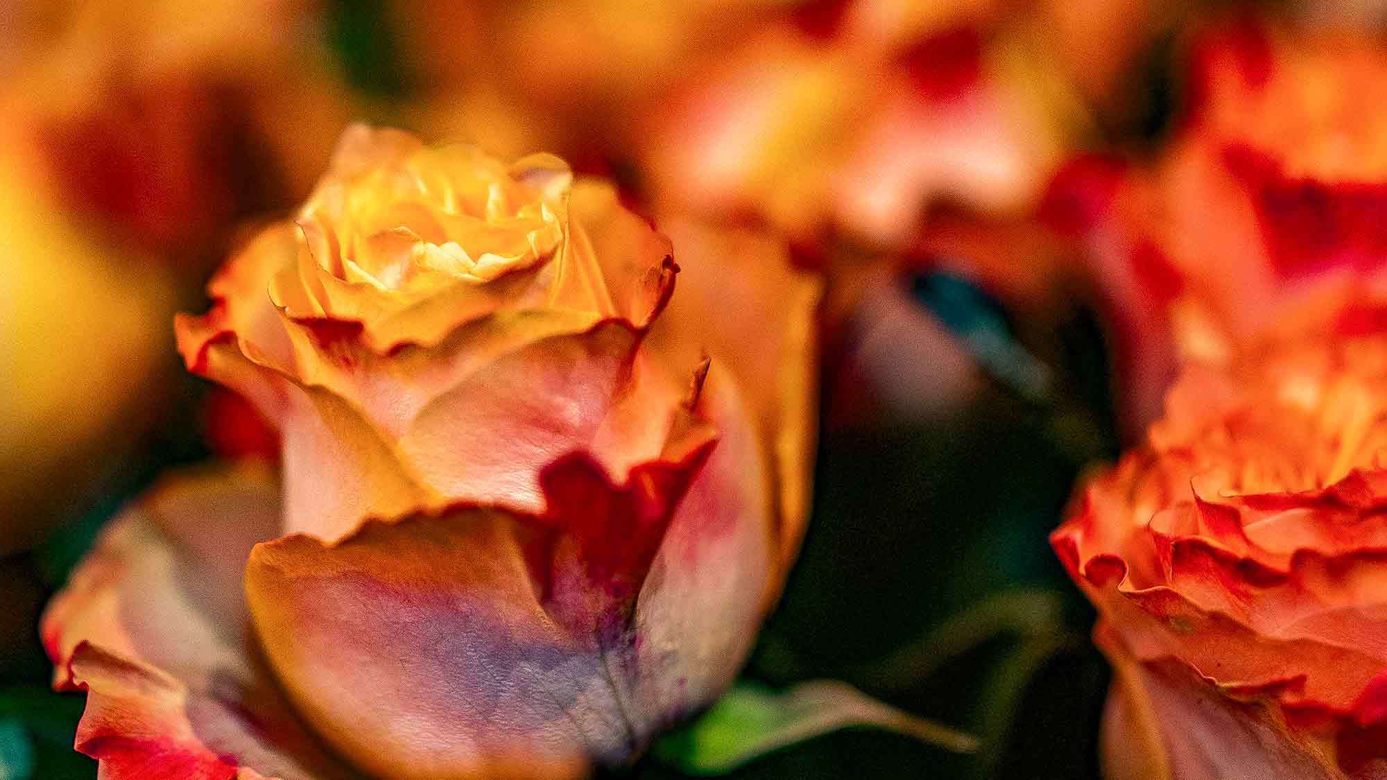 NOW Commons: Schnittblumen, Rosen, Blumen Knorr Gütersloh NOW Commons: Schnittblumen, Rosen, Blumen Knorr Gütersloh