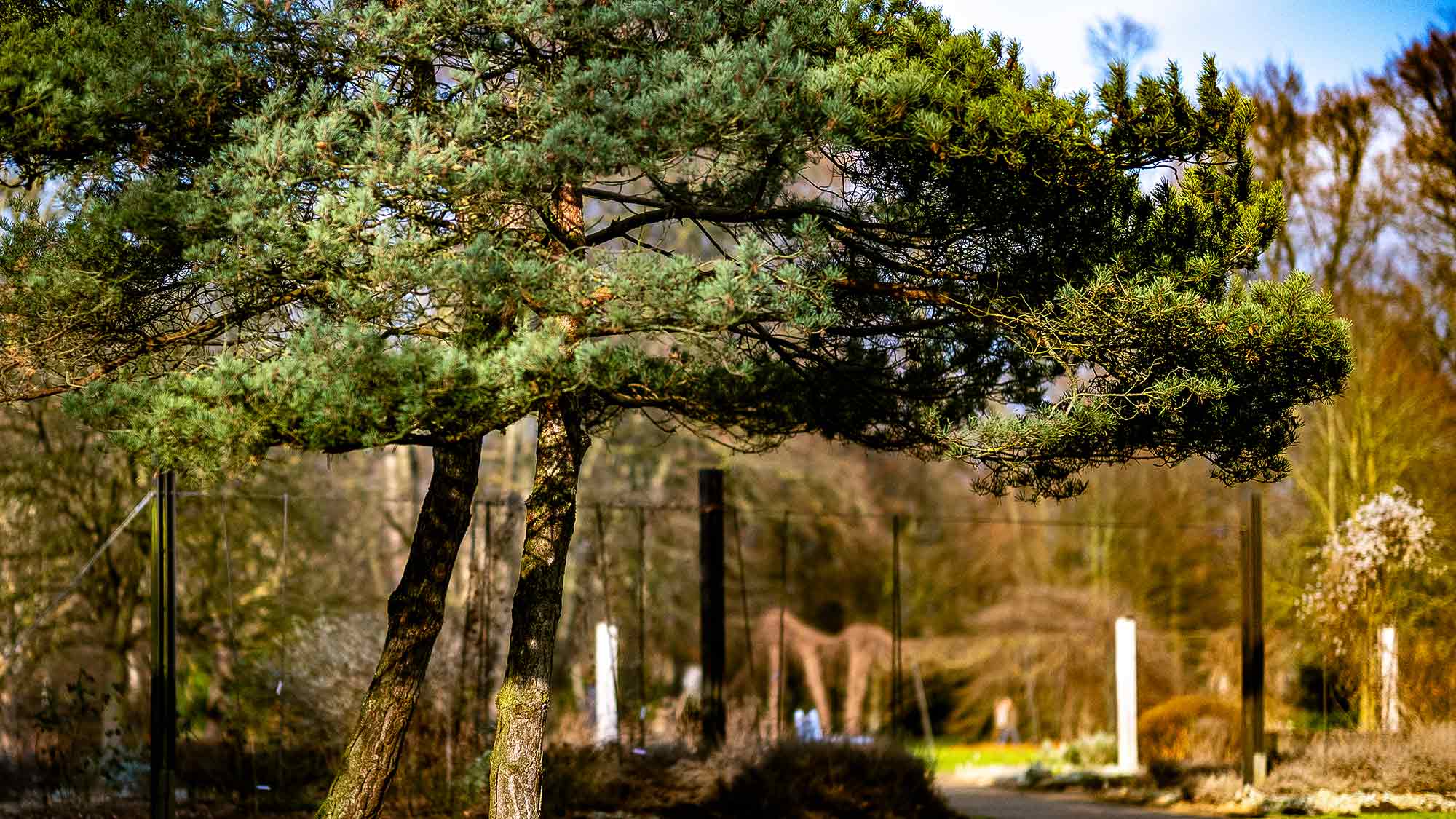 NOW Commons: Botanischer Garten Gütersloh, Kiefern im Winter NOW Commons: Botanischer Garten Gütersloh, Kiefern im Winter