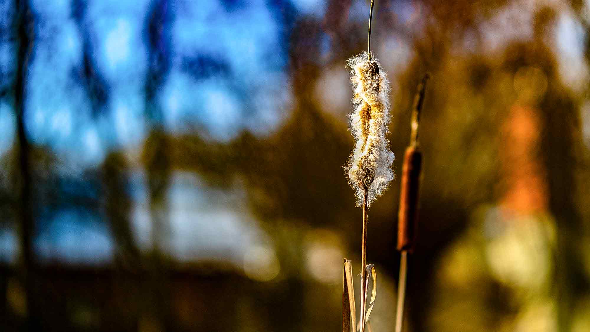 NOW Commons: Botanischer Garten Gütersloh, Rohrkolben im Winter NOW Commons: Botanischer Garten Gütersloh, Rohrkolben im Winter