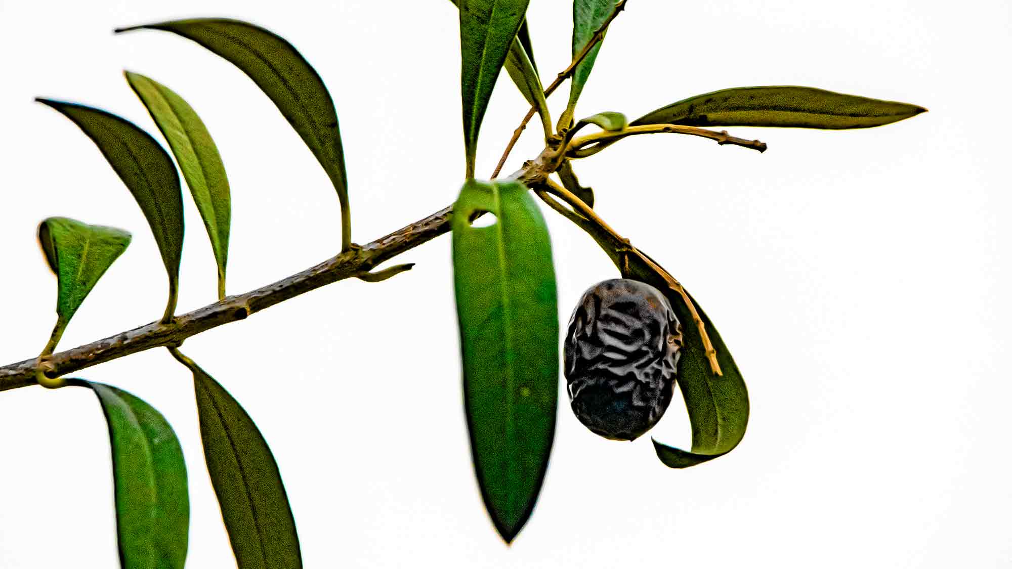 NOW Commons: Olive in Gütersloh NOW Commons: Olive in Gütersloh