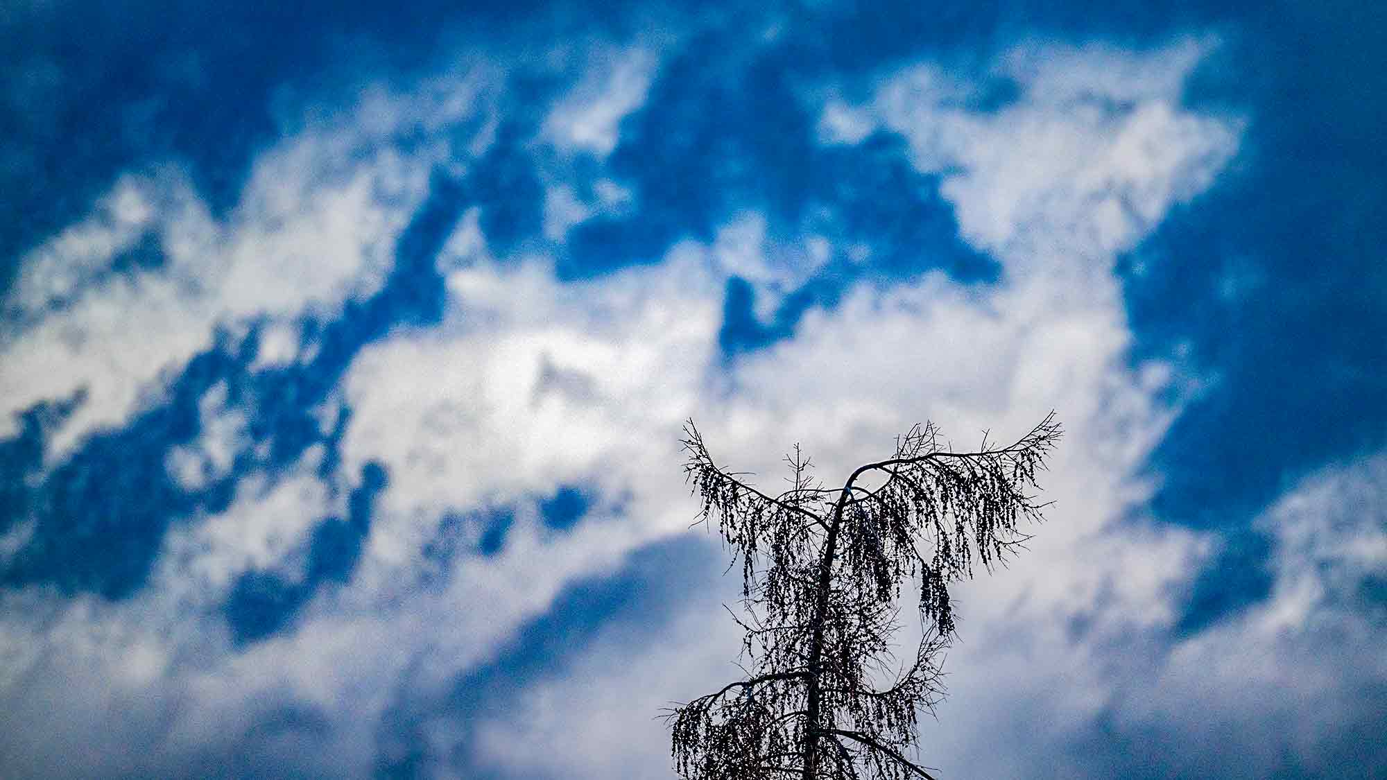 NOW Commons: Baum und Himmel in der Dämmerung, Gütersloh NOW Commons: Baum und Himmel in der Dämmerung, Gütersloh