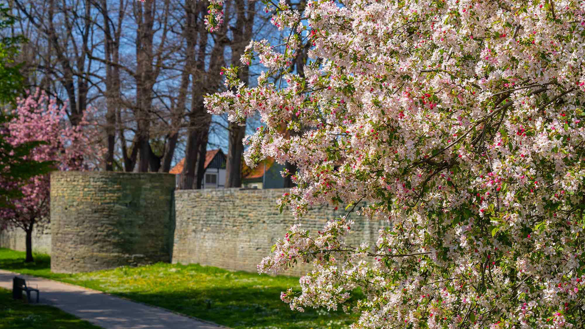 Blühende Bäume und Stadterkundung per Fahrrad – Öffentliche Themen Führungen der Touristinformation Soest im April 2026 Blühende Bäume und Stadterkundung per Fahrrad – Öffentliche Themen Führungen der Touristinformation Soest im April 2026