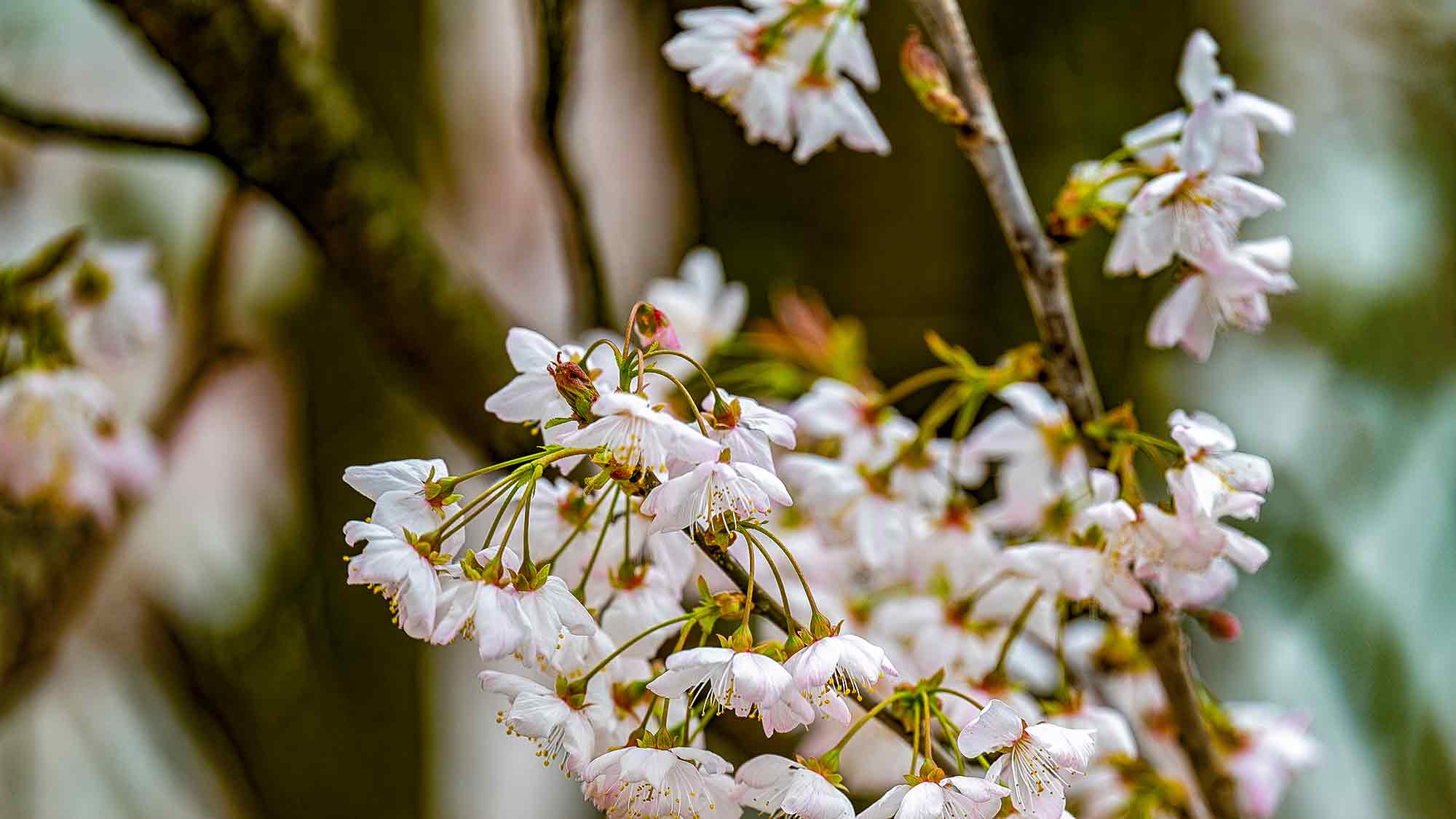 NOW Commons: Japanische Zierkirsche in Gütersloh