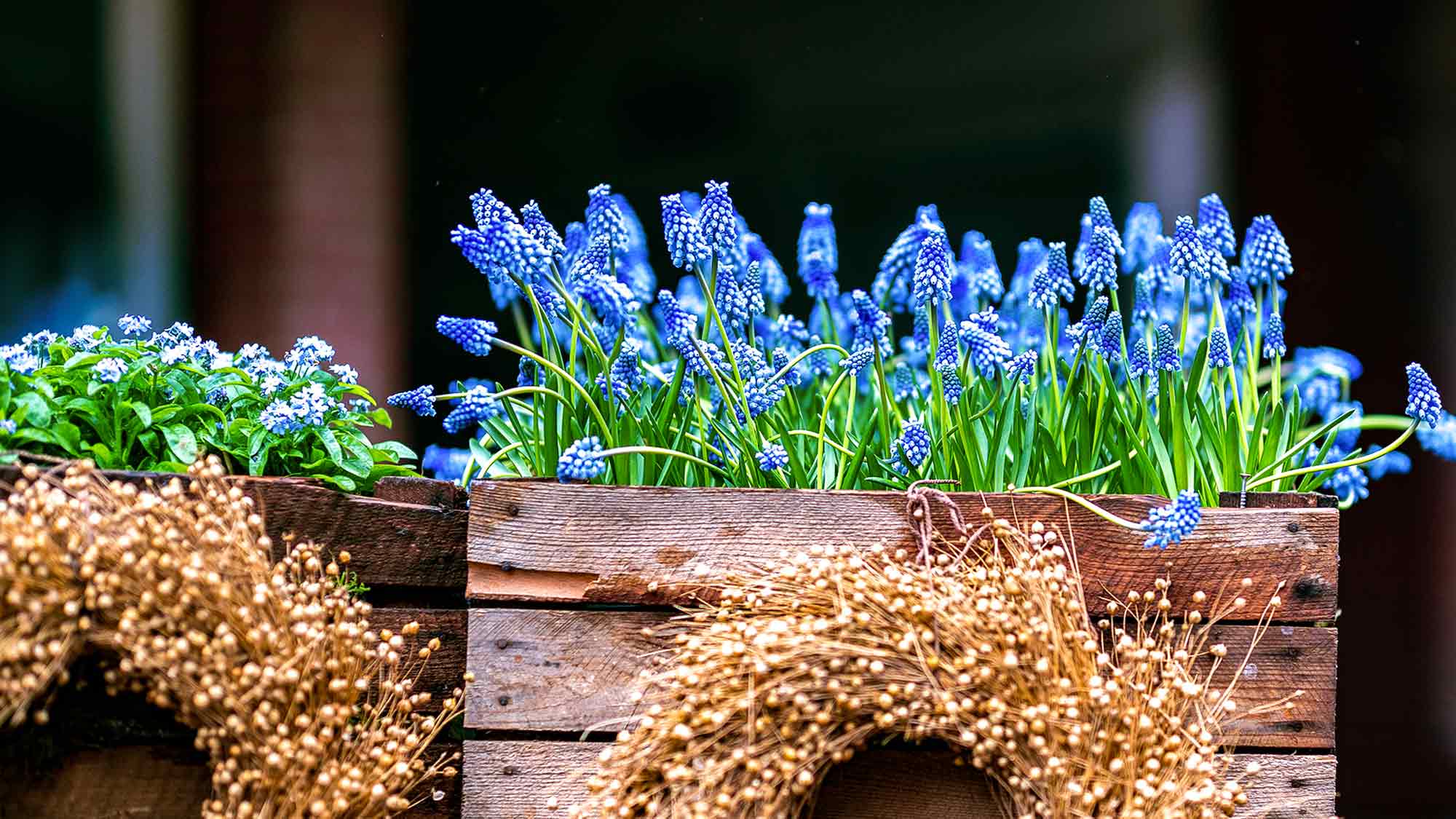 NOW Commons: »Gütersloher Frühling 2026«, Hyazinthen in der Fußgängerzone Königstraße Gütersloh NOW Commons: »Gütersloher Frühling 2026«, Hyazinthen in der Fußgängerzone Königstraße Gütersloh