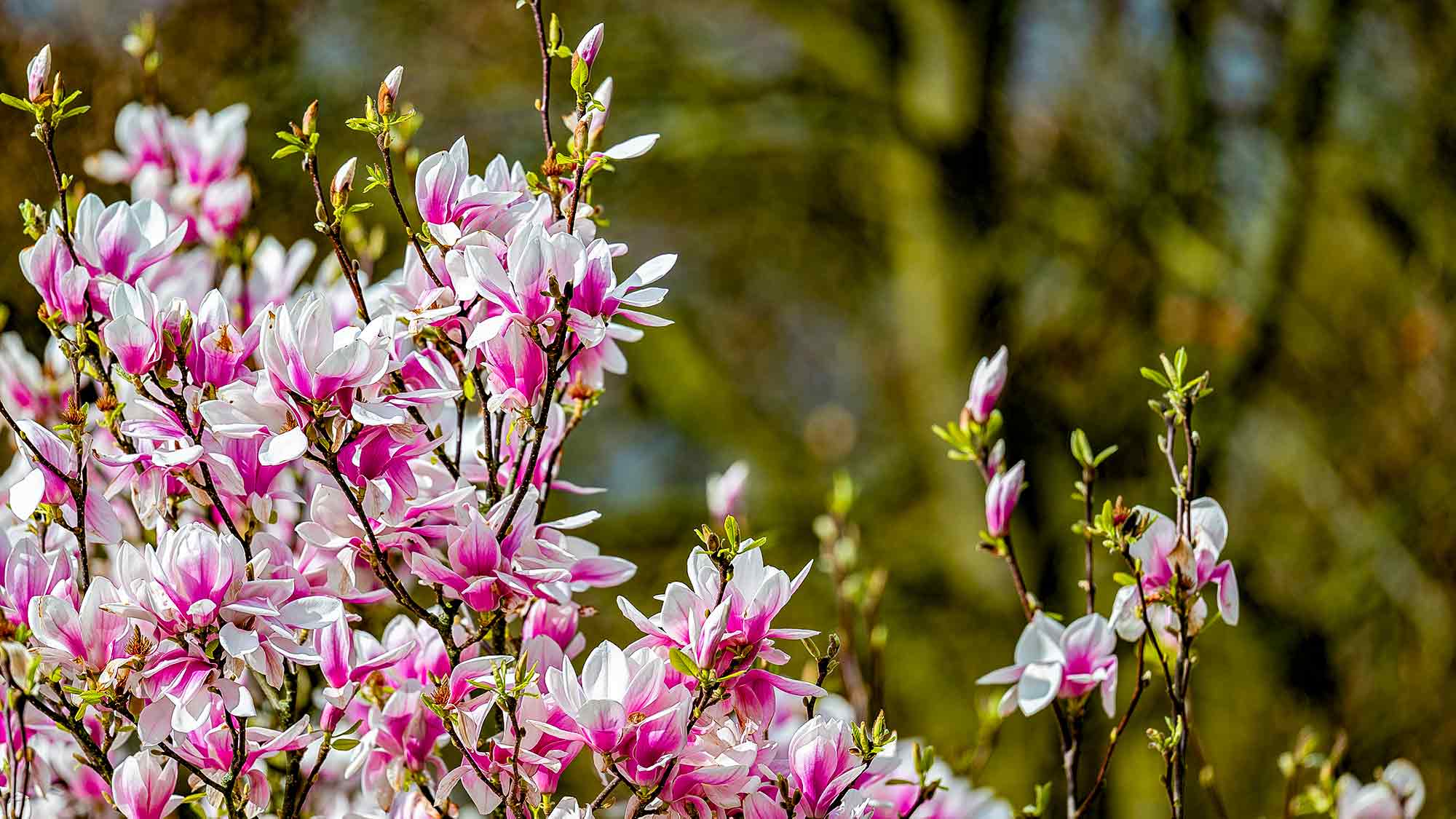 NOW Commons: Magnolien im Riegerpark Gütersloh NOW Commons: Magnolien im Riegerpark Gütersloh