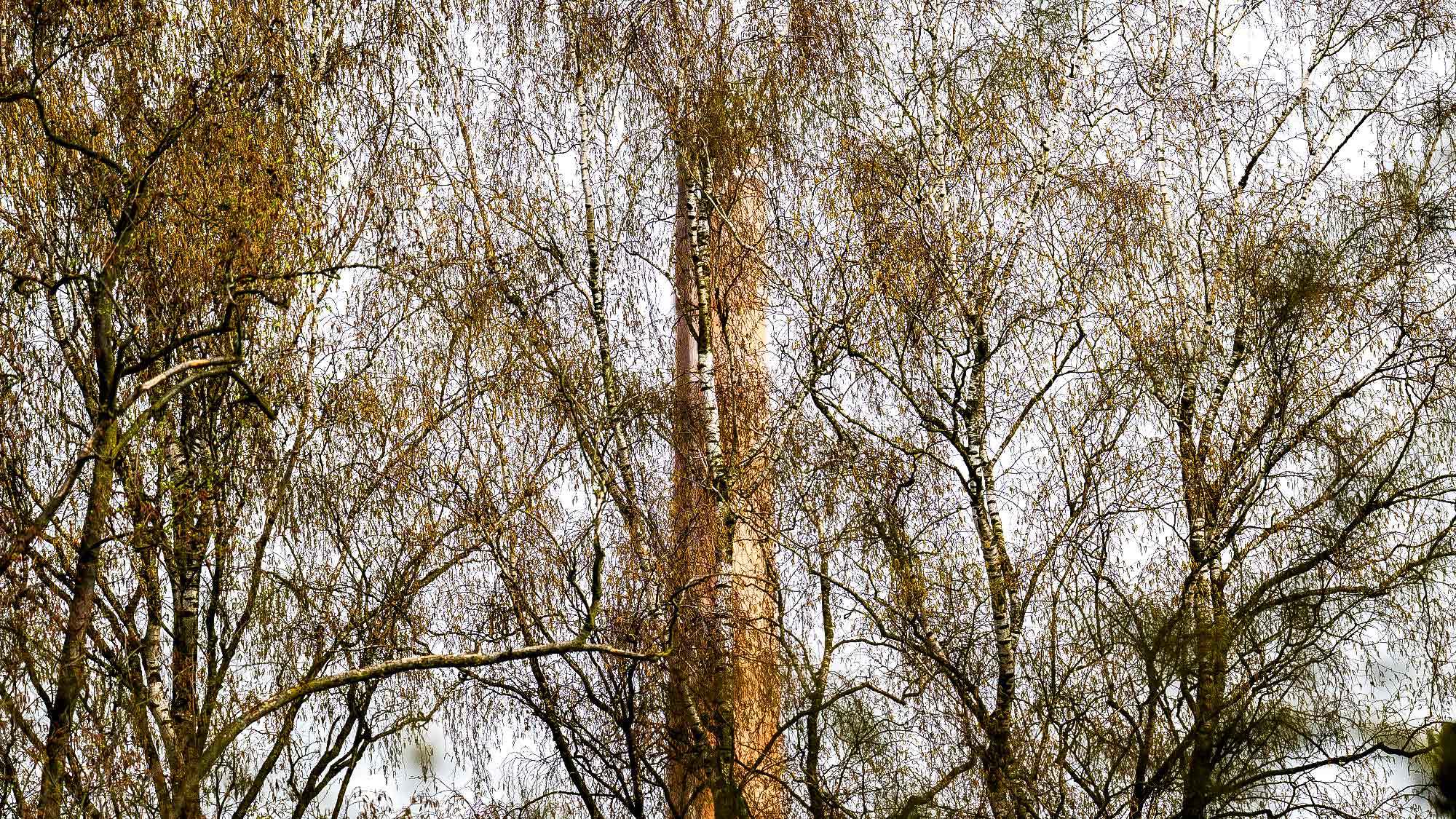 NOW Commons: Birken und Schornstein im Riegerpark Gütersloh NOW Commons: Birken und Schornstein im Riegerpark Gütersloh