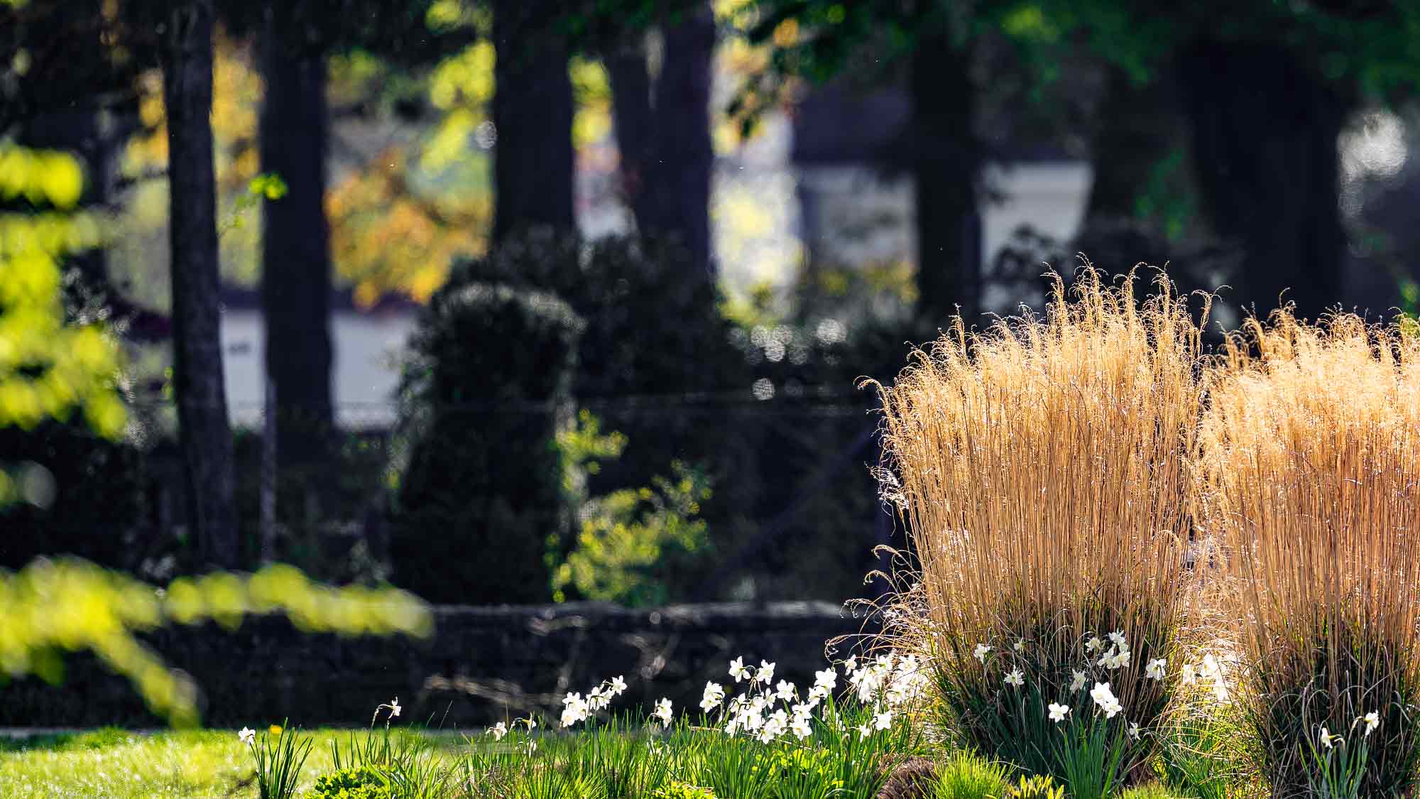 NOW Commons: Osterglocken und Gräser im Riegerpark Gütersloh